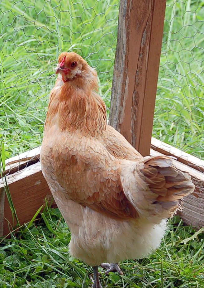 Easter Egger named "Flo".