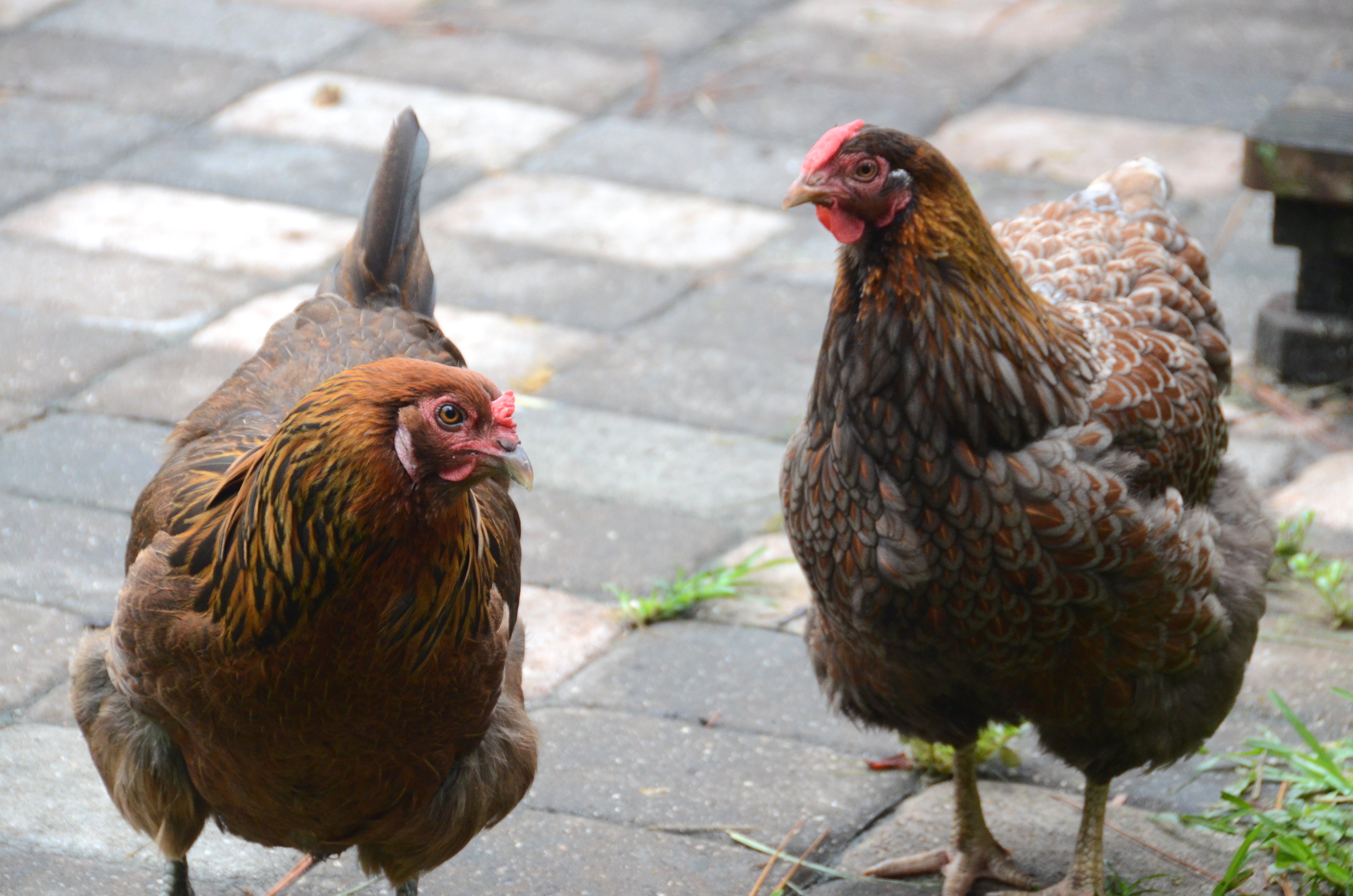 Easter Egger on Left and Blue Laced Red Wyandotte on Right