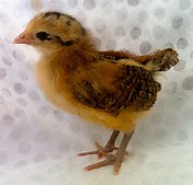 Easter Egger
One Brown and one Yellow and Black / Brown