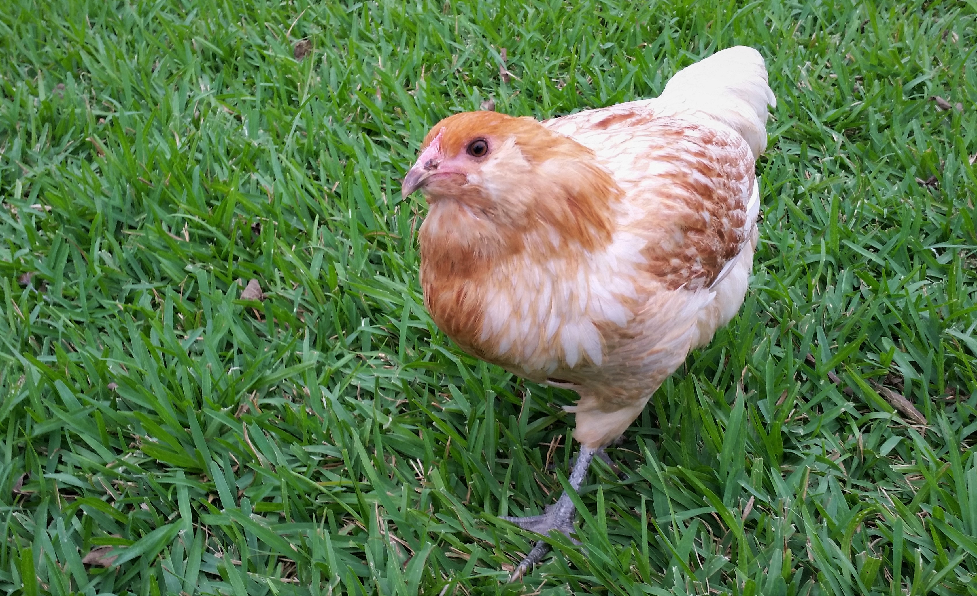 Easter Egger "Pat" 20 weeks