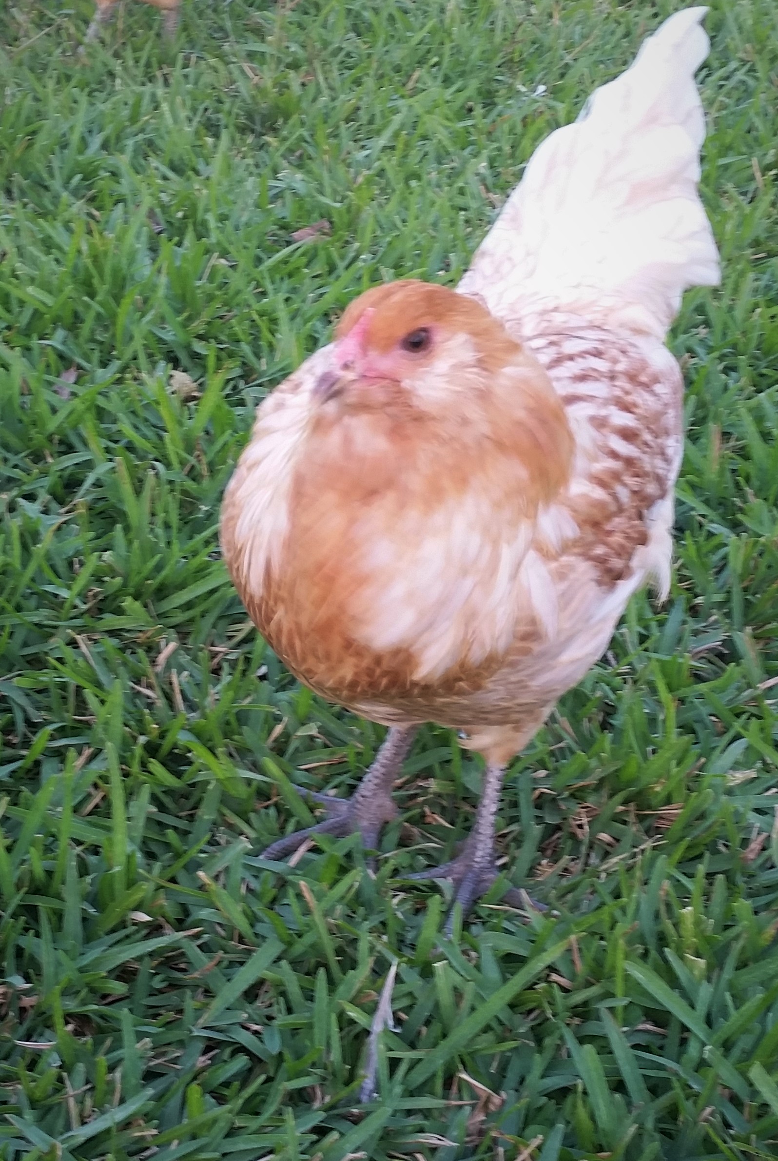 Easter Egger "Pat" 21 weeks