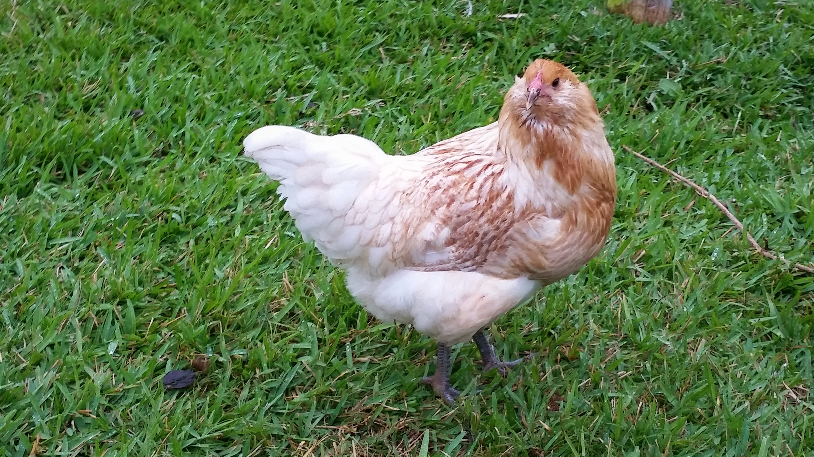 Easter Egger "Pat" 22 weeks