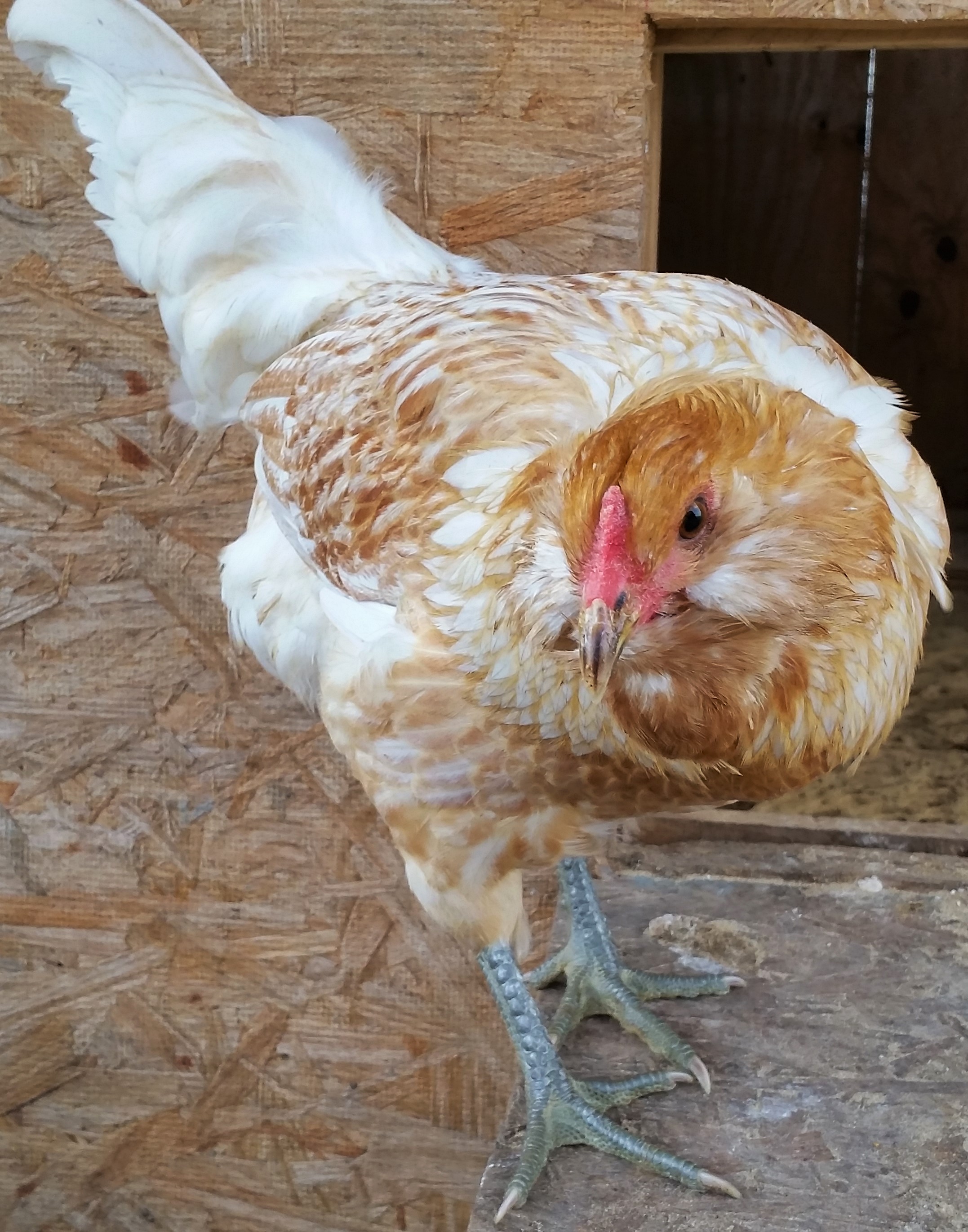 Easter Egger "Pat" 26 weeks