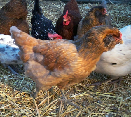 Easter Egger - puffed up from the cold. looks silly with food on her face