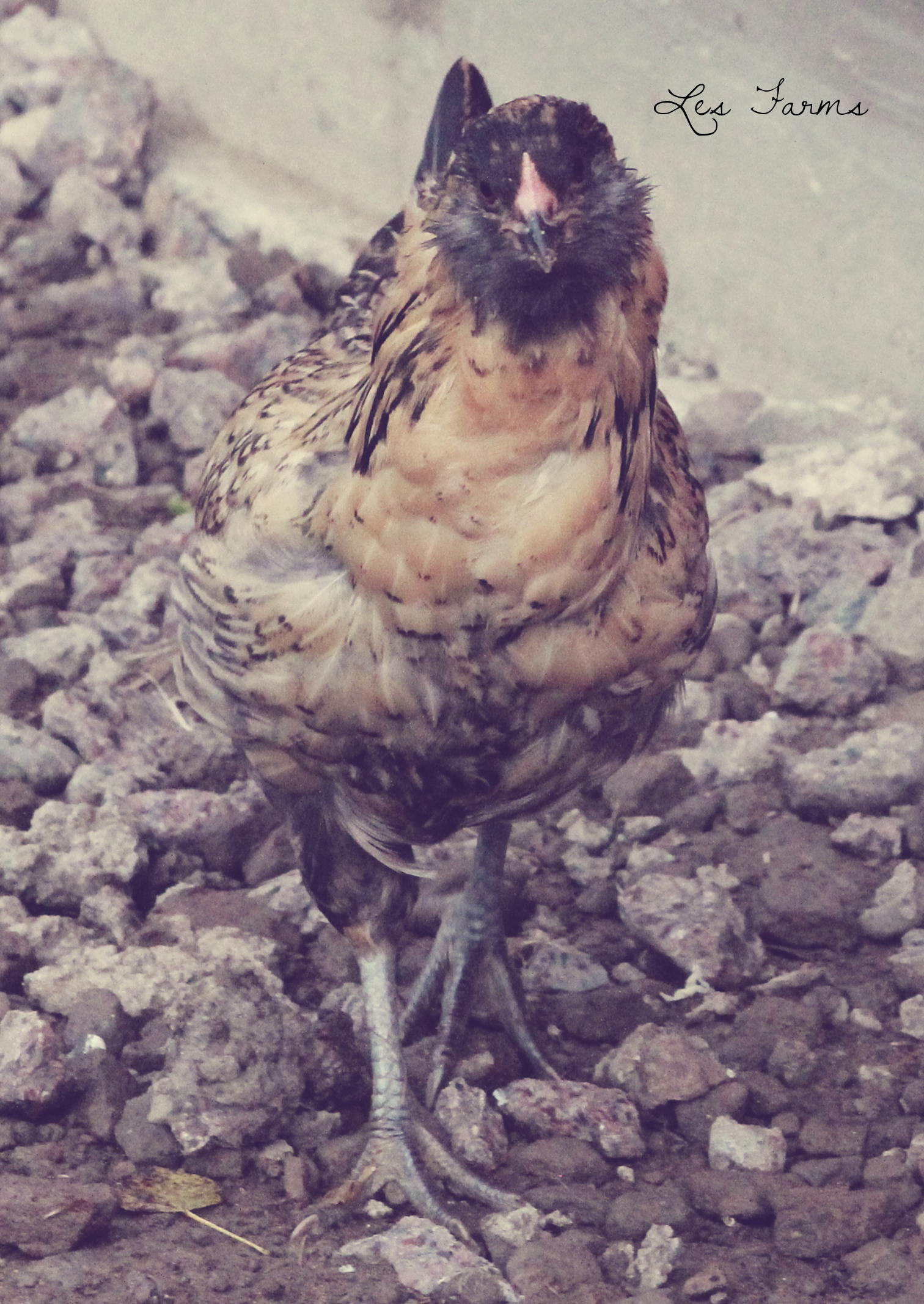 Easter Egger Pullet - 13 weeks
