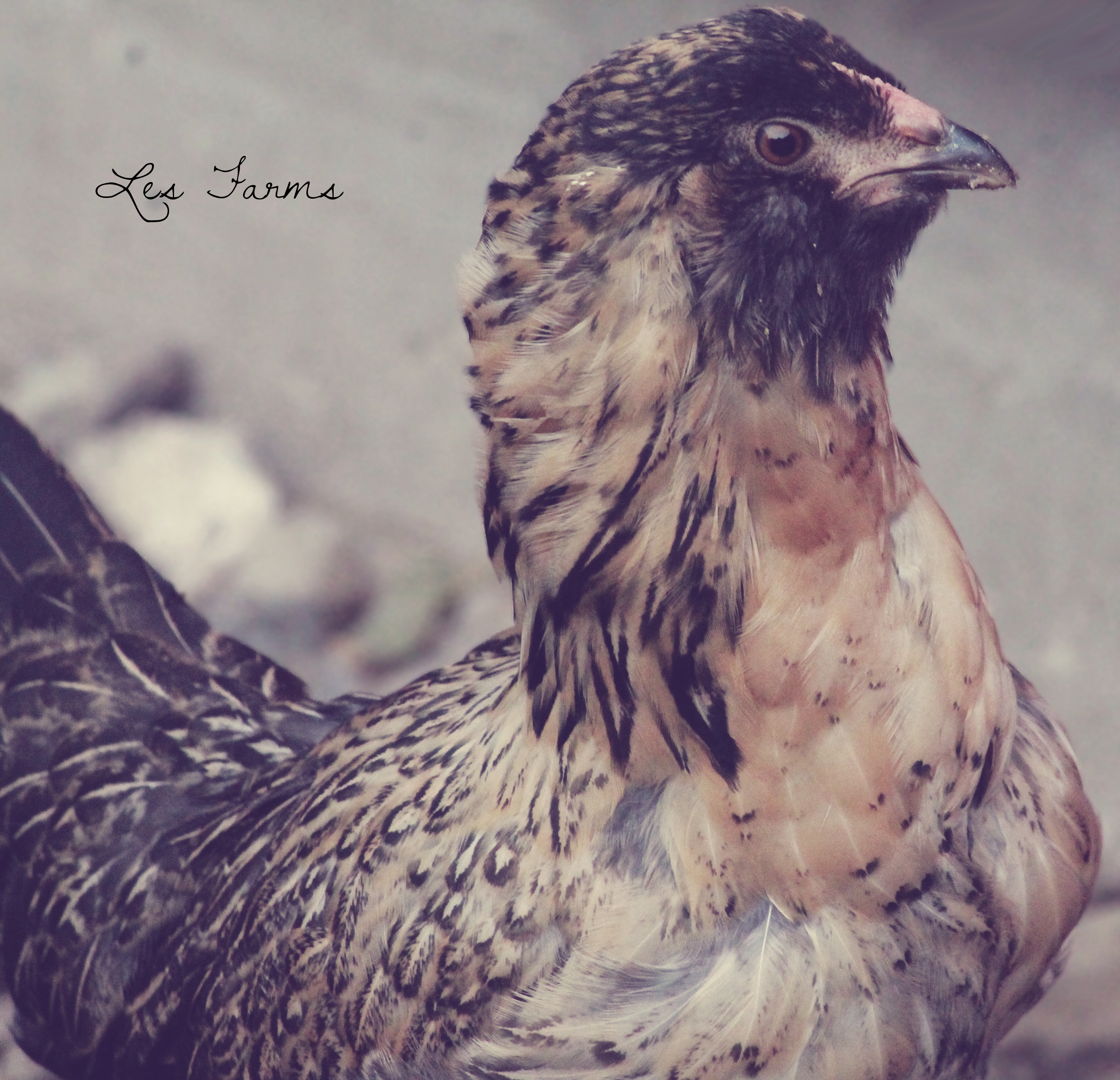 Easter Egger Pullet - 13 weeks