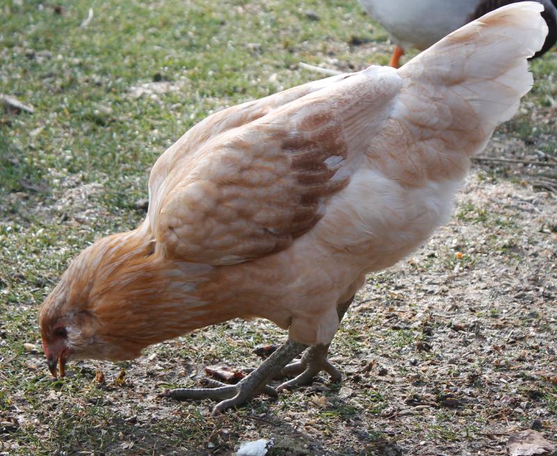 Easter Egger pullet - 15 weeks