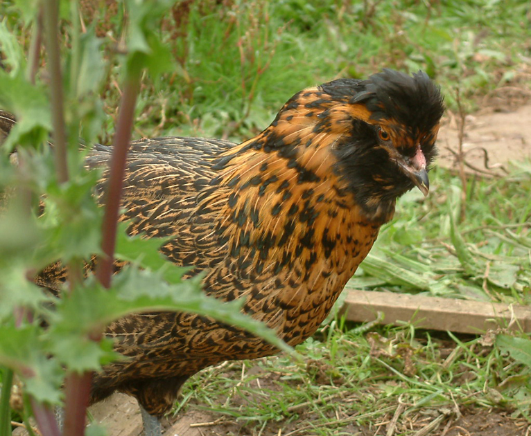 Easter Egger pullet from early days