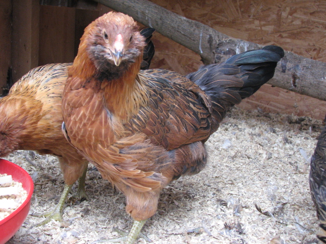 easter egger pullet unnamed