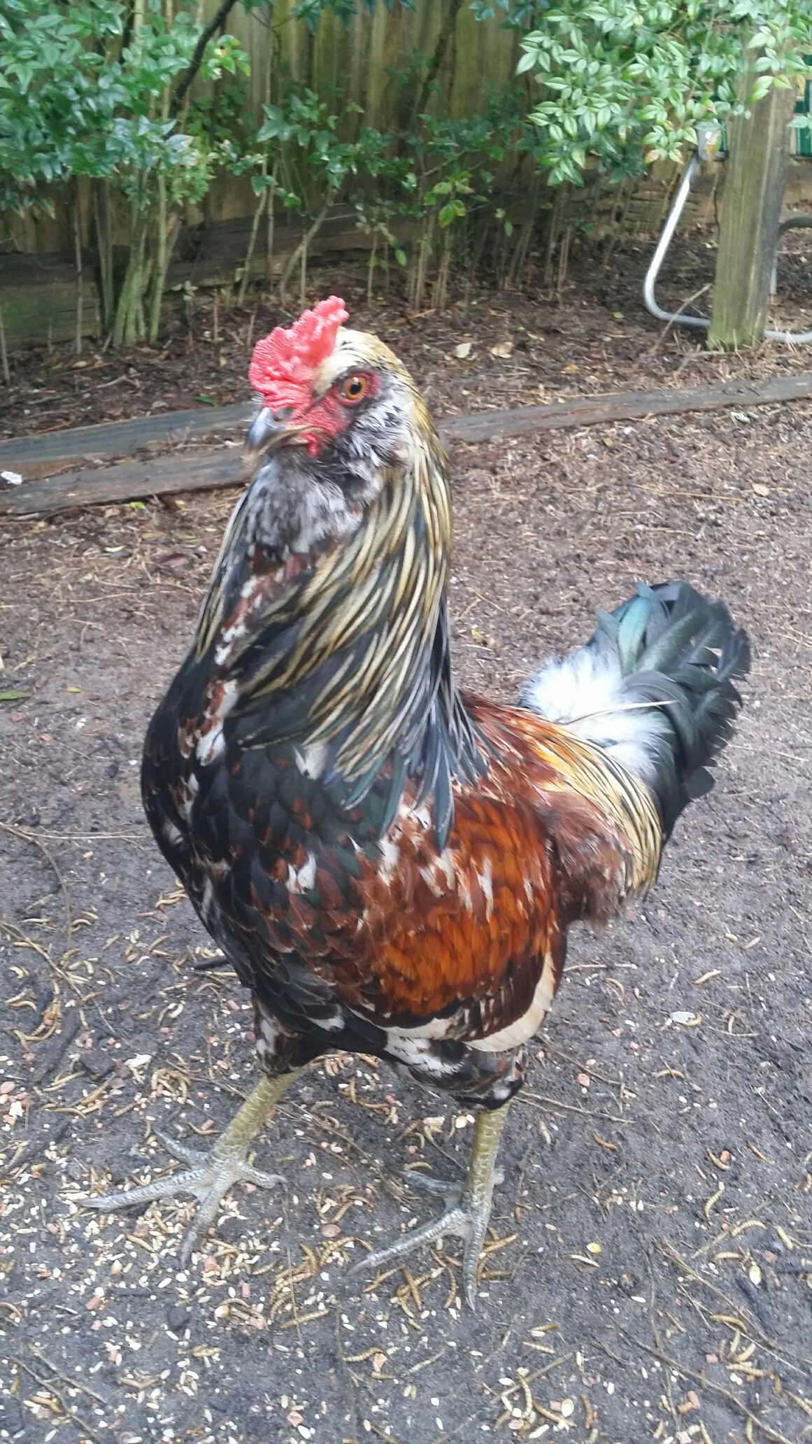Easter Egger Rooster 5 months old