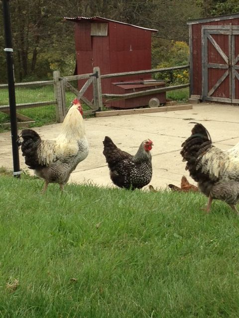 Easter Egger Rooster named Penguin
