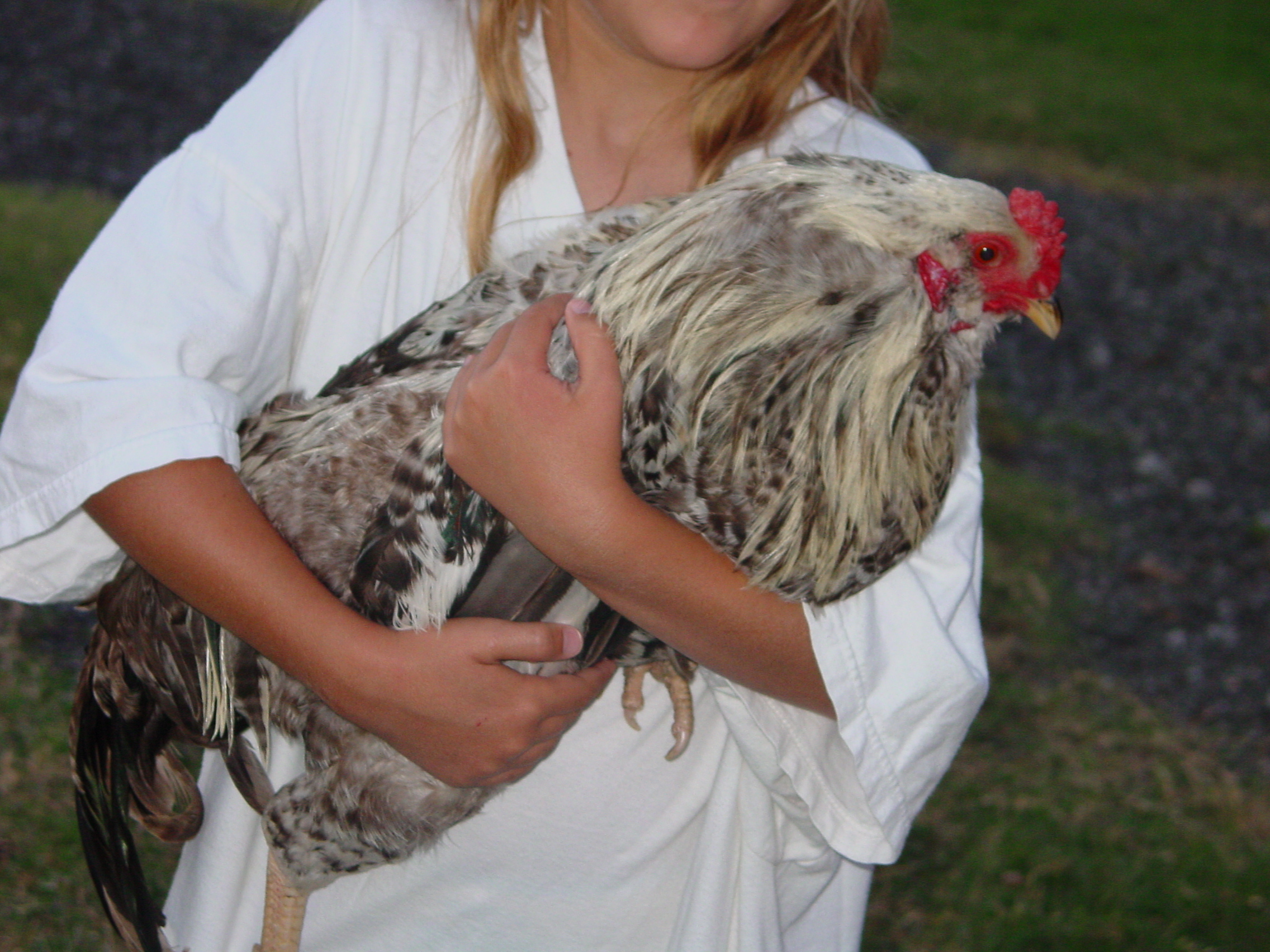 Easter Egger Rooster  "Poppy"