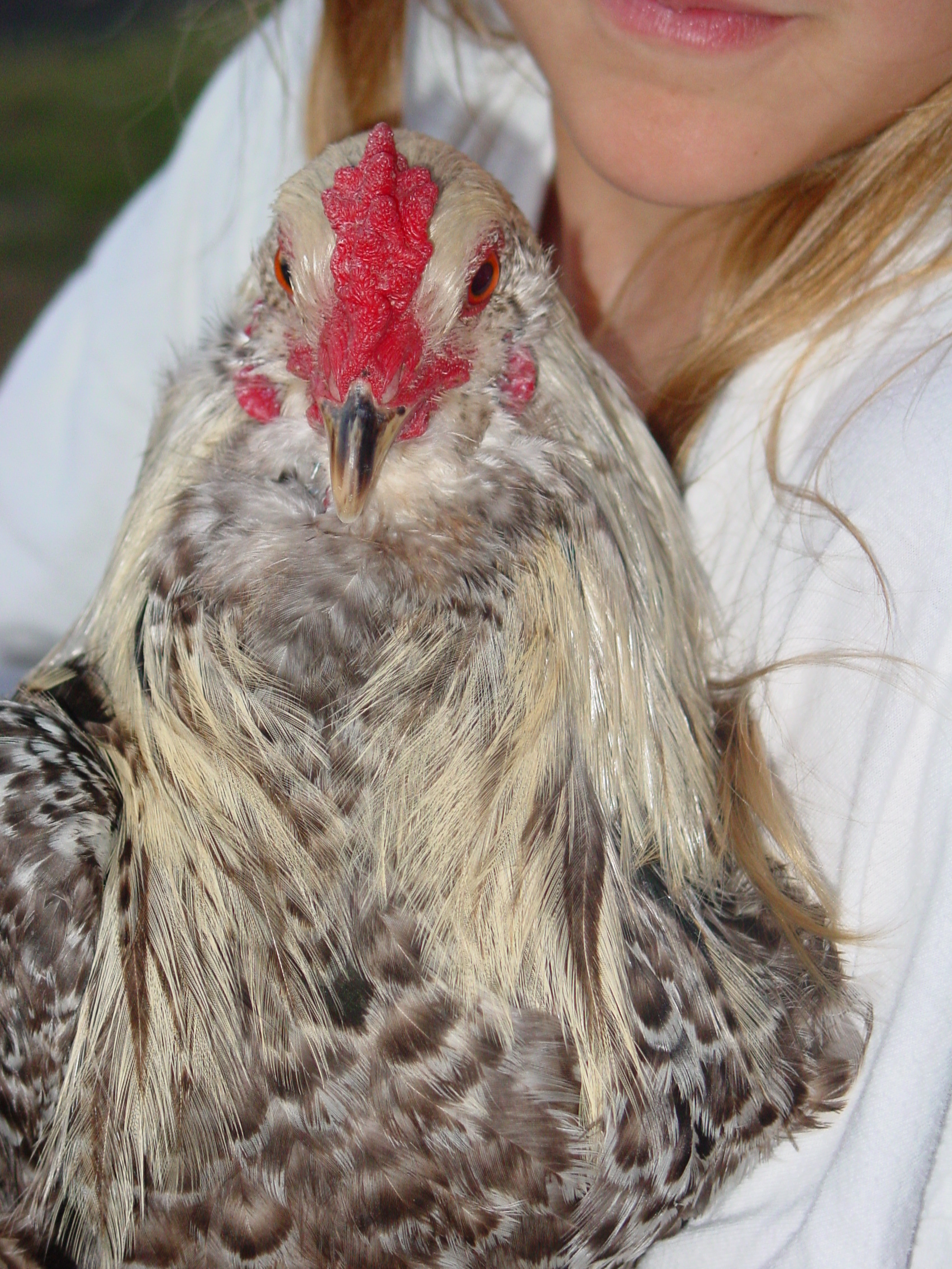 Easter Egger Rooster  "Poppy"