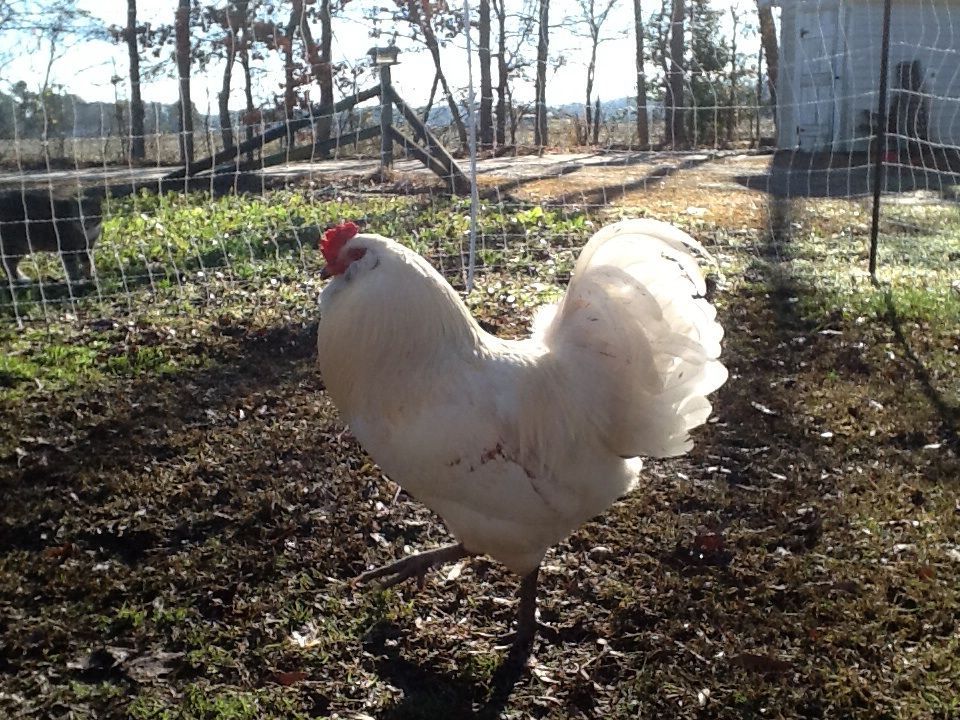 Easter Egger rooster