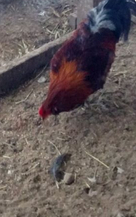 Easter Egger Rooster