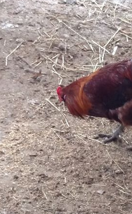 Easter Egger Rooster