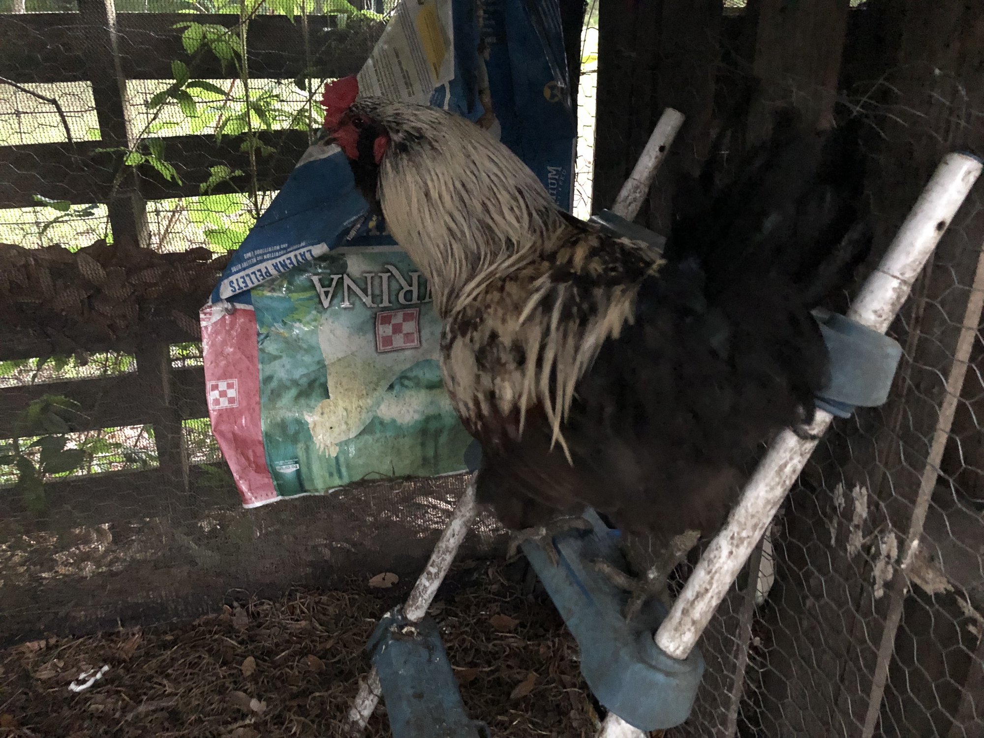 Easter egger rooster