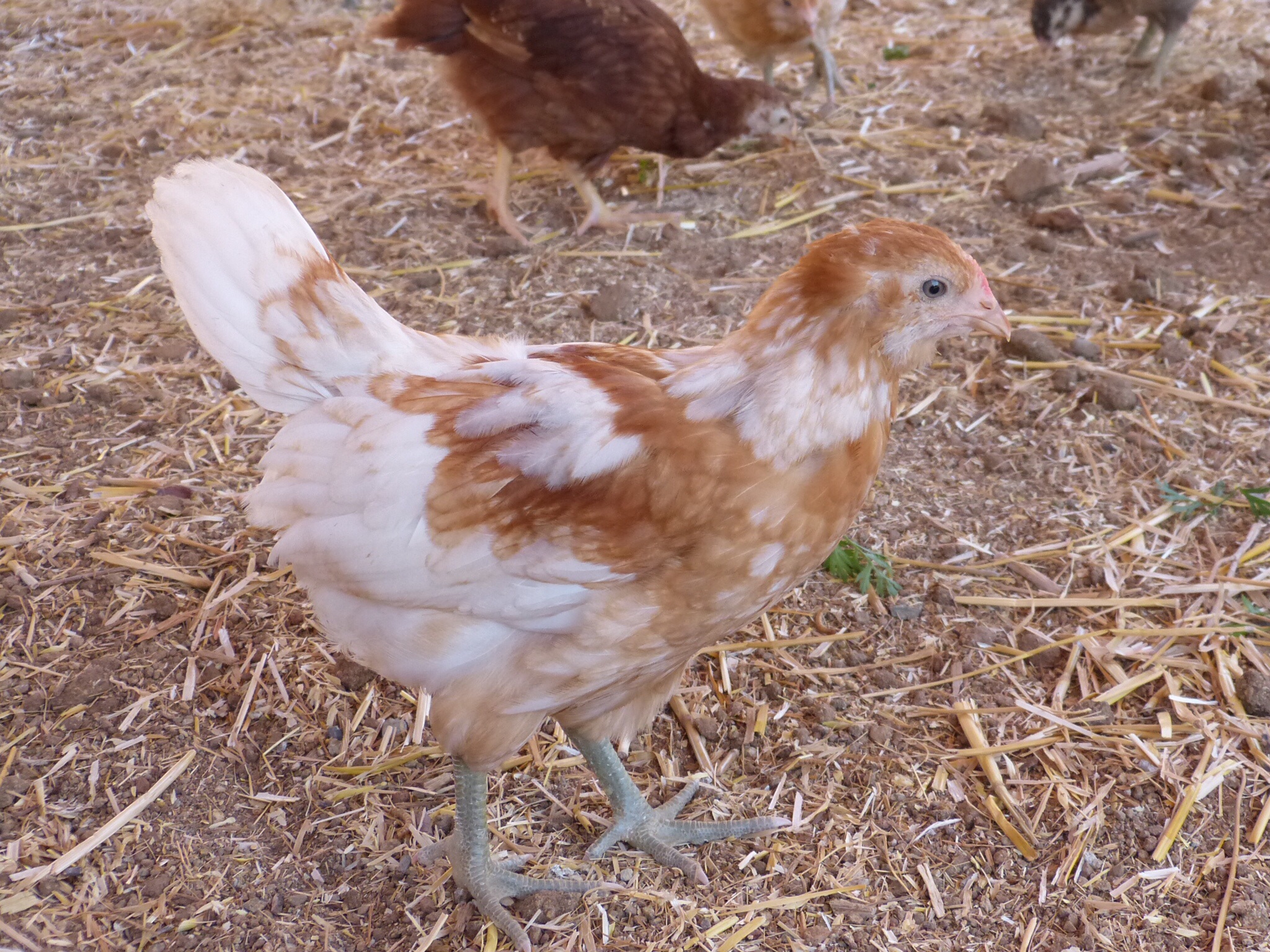 Easter egger surprise cockerel!