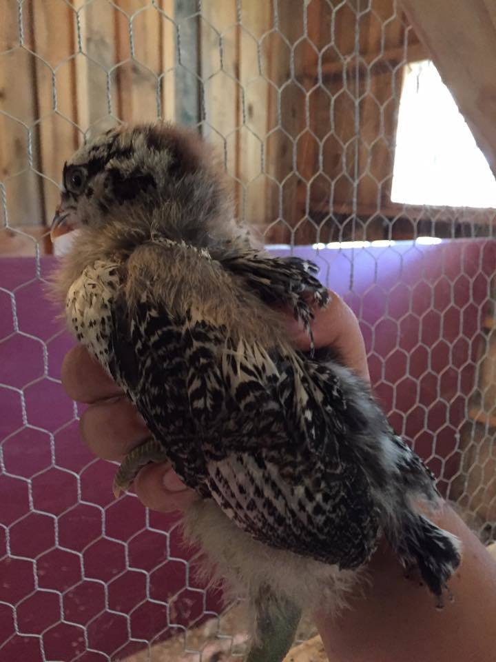 Easter Egger - suspected cockerel - 3 weeks