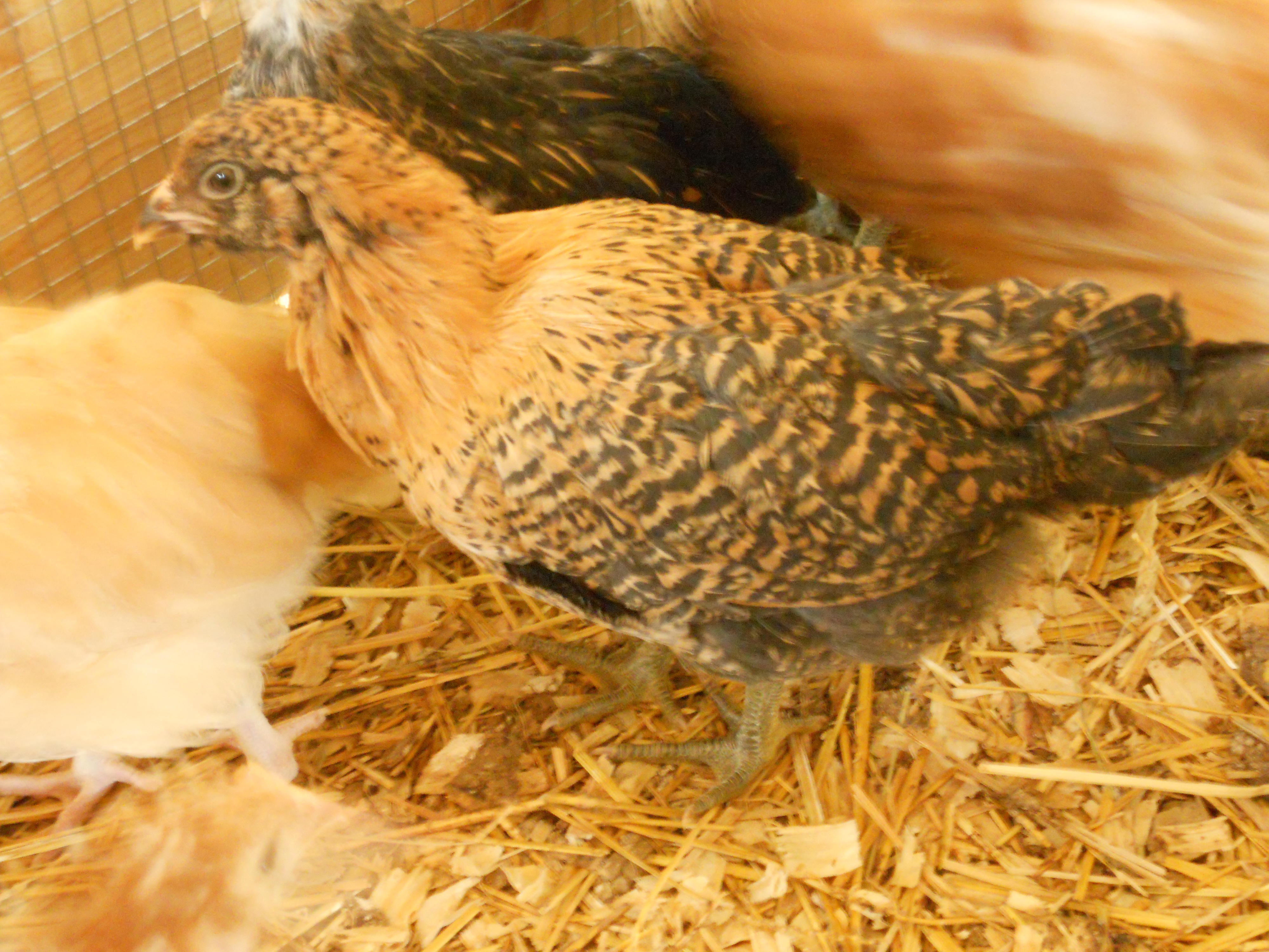 Easter egger?  The hatchery calls it an "araucana ameraucana-strain"