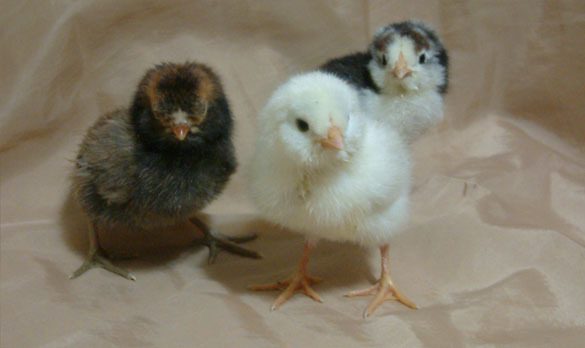 Easter Egger trio - gold laced, mottled wheaten, and mottled patterned.
