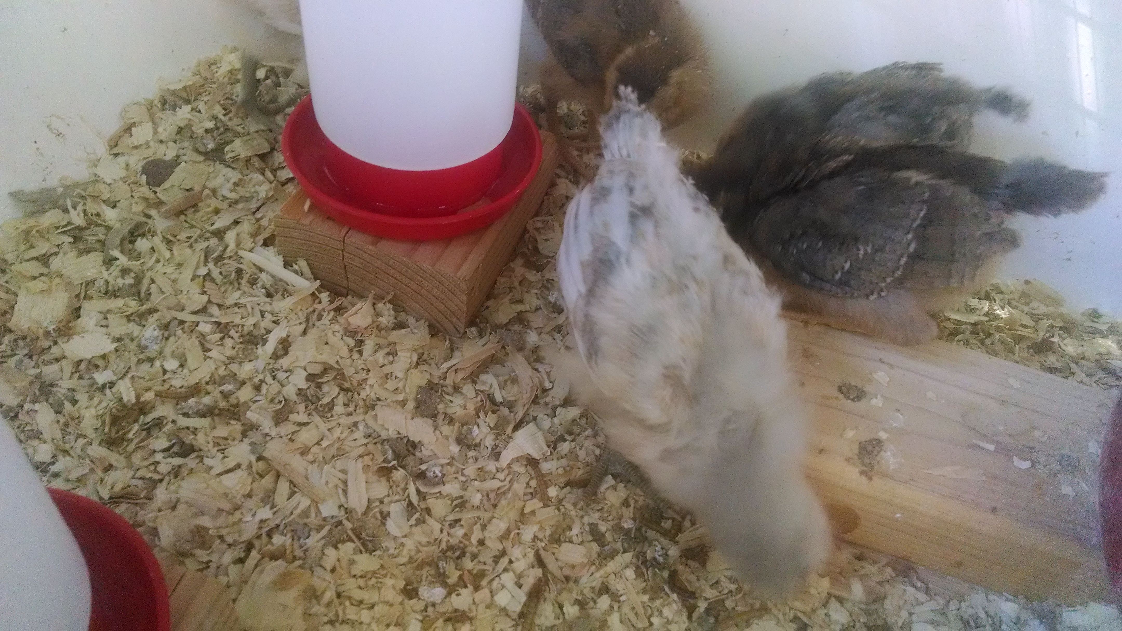 Easter Egger with 2 Welsummers in the background, and a Jersey Giant hiding behind the waterer