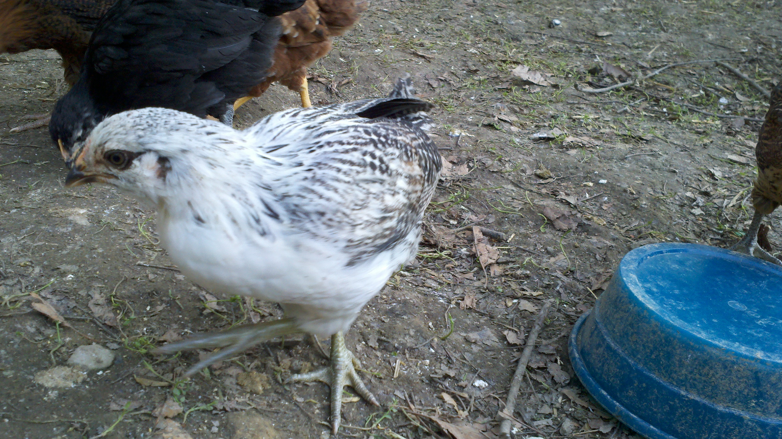 Easter Egger
