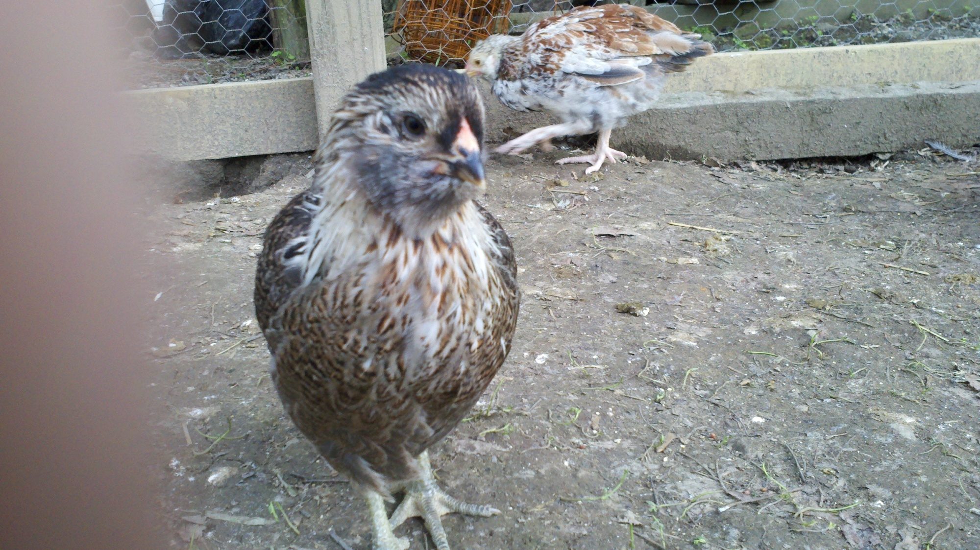 Easter egger