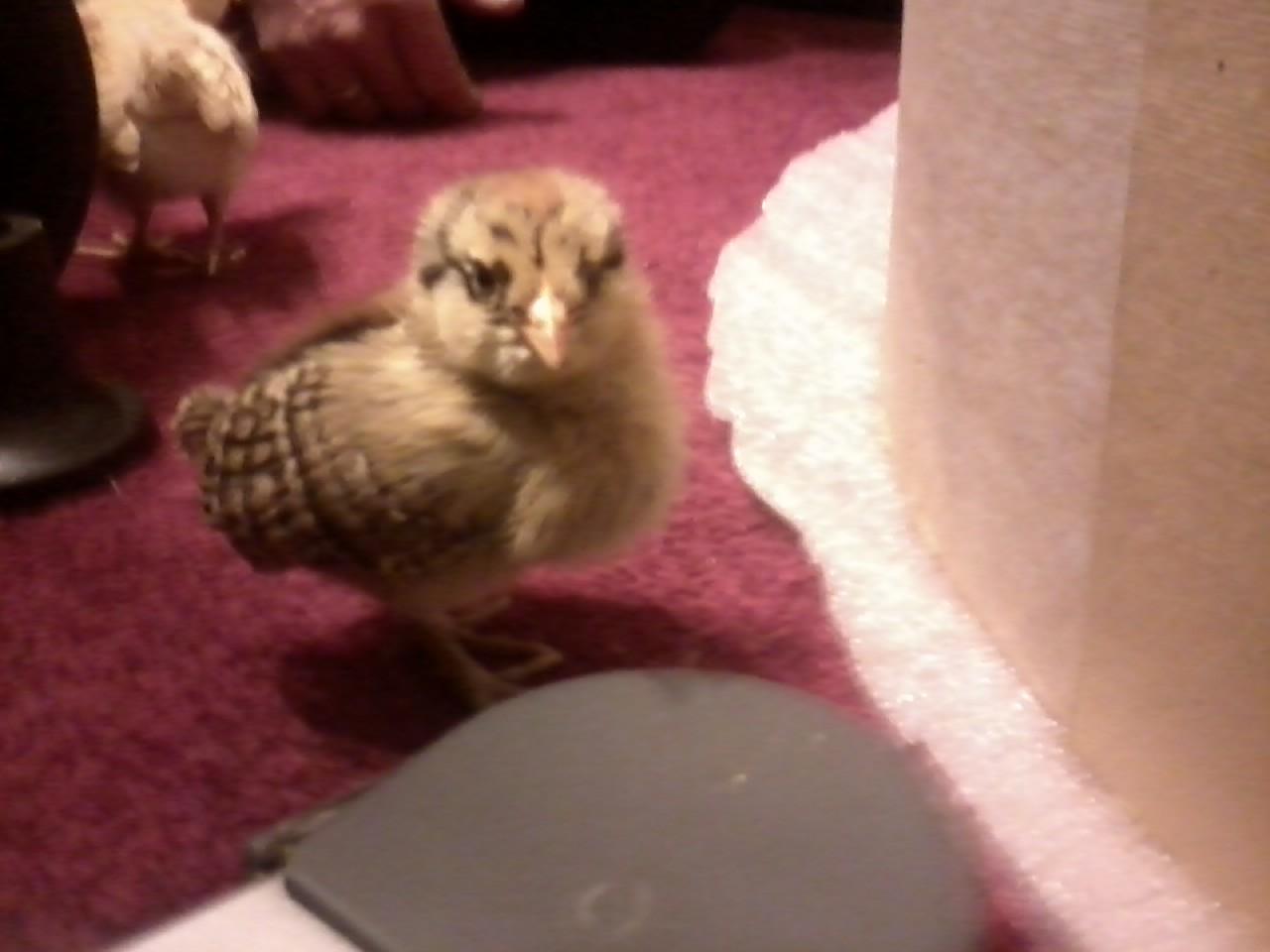 Easter egger