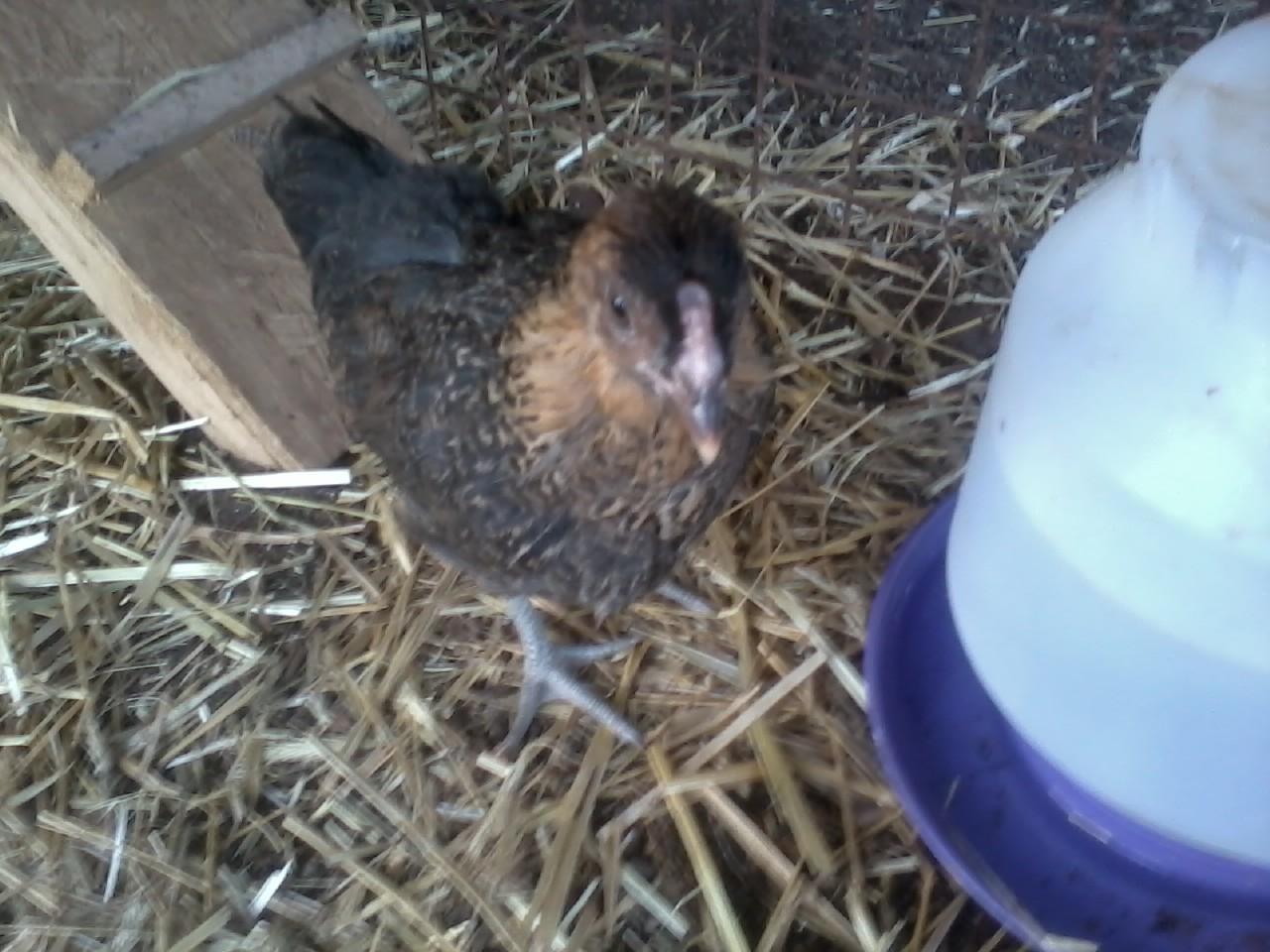 Easter egger