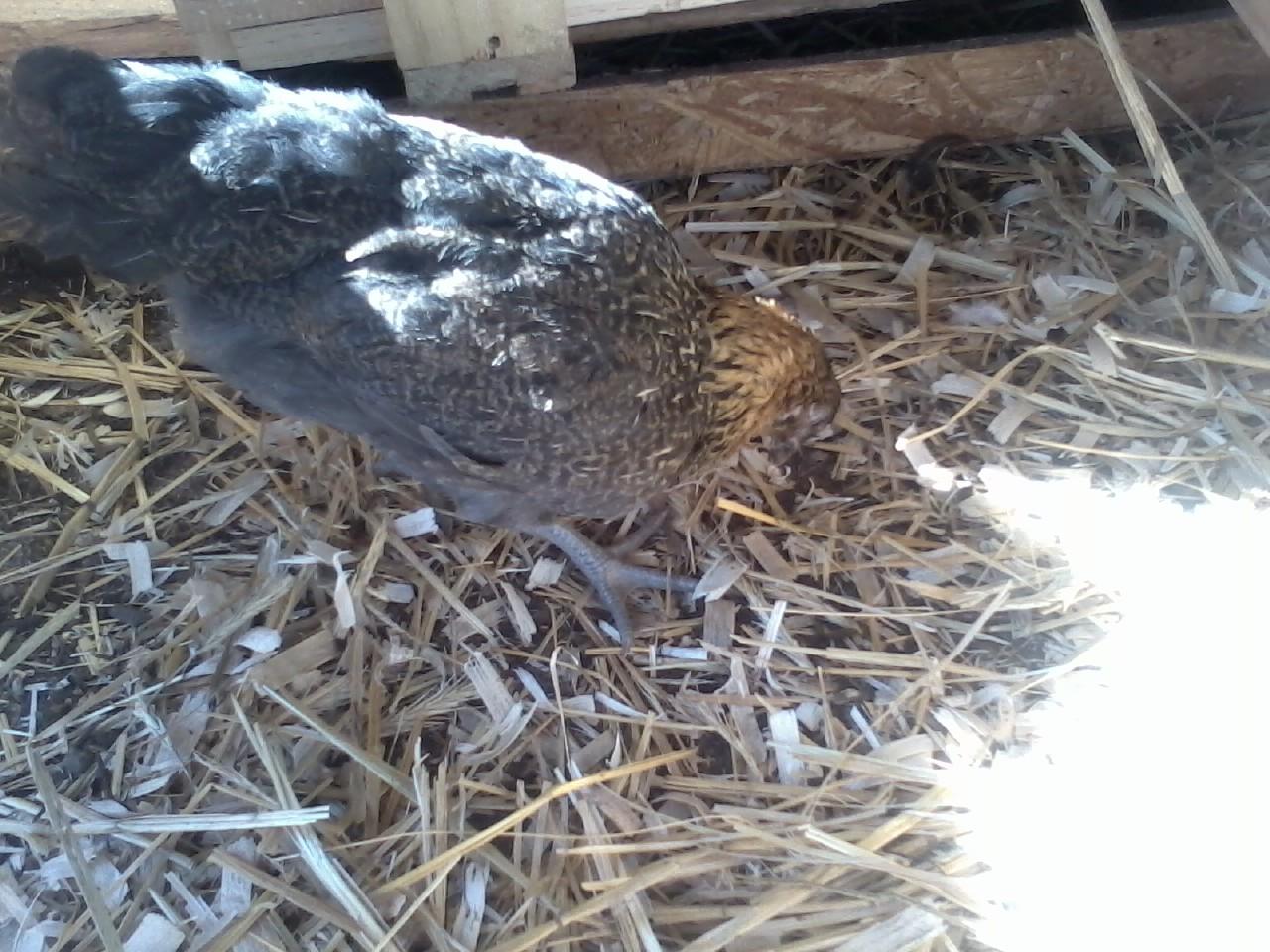 Easter egger