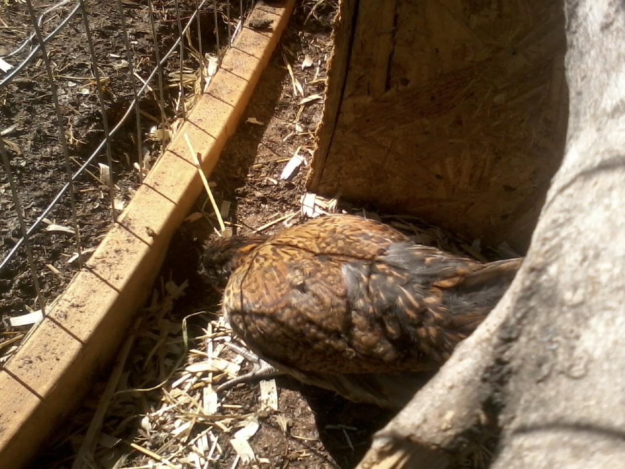 Easter egger