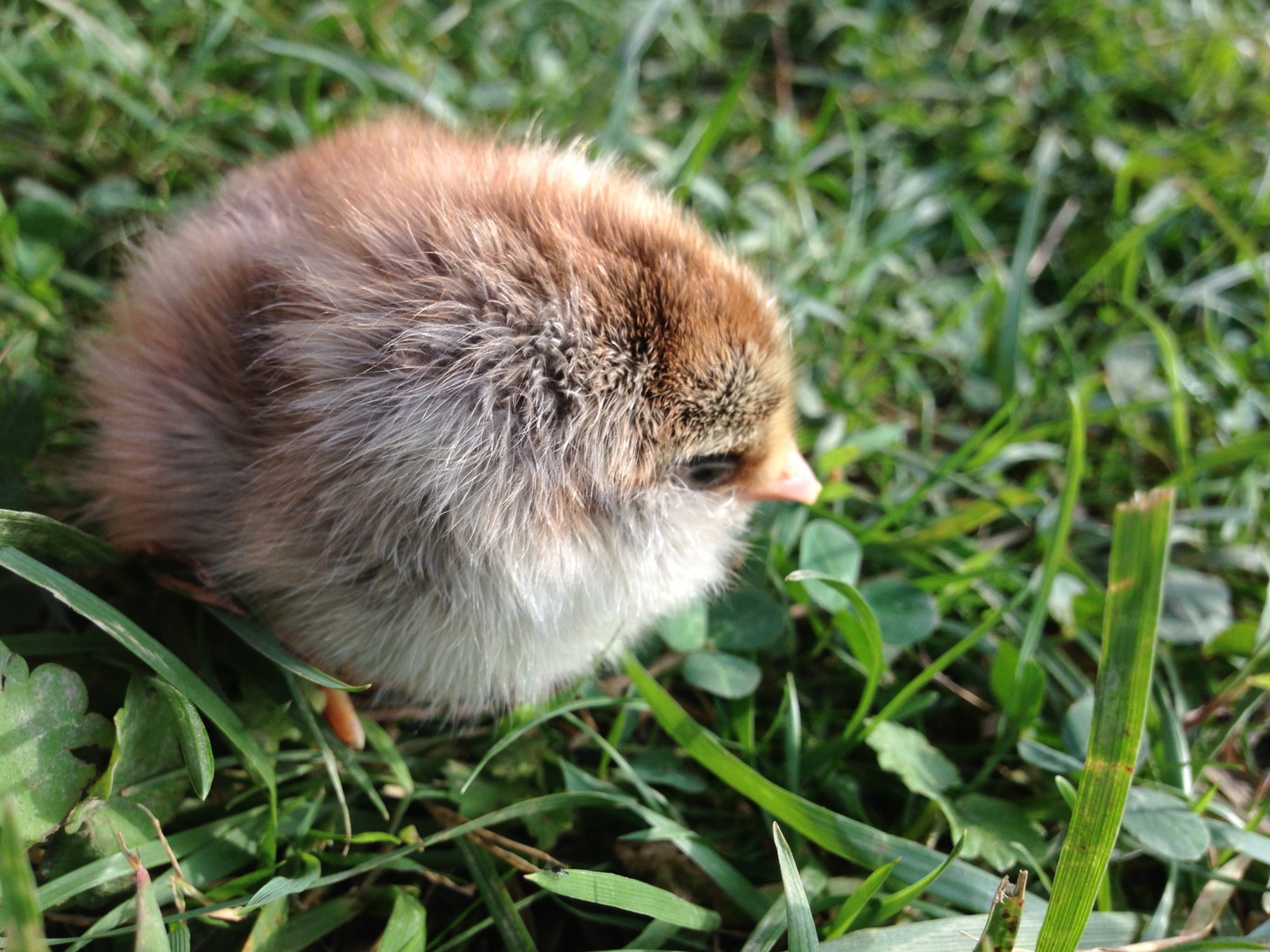 Easter Egger