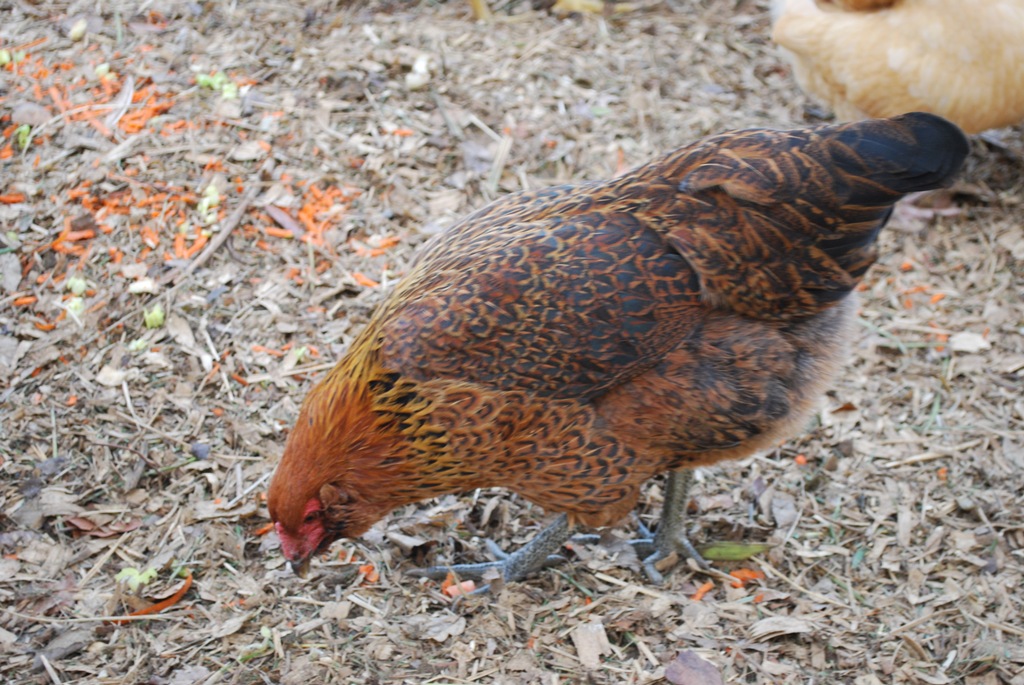 Easter Egger