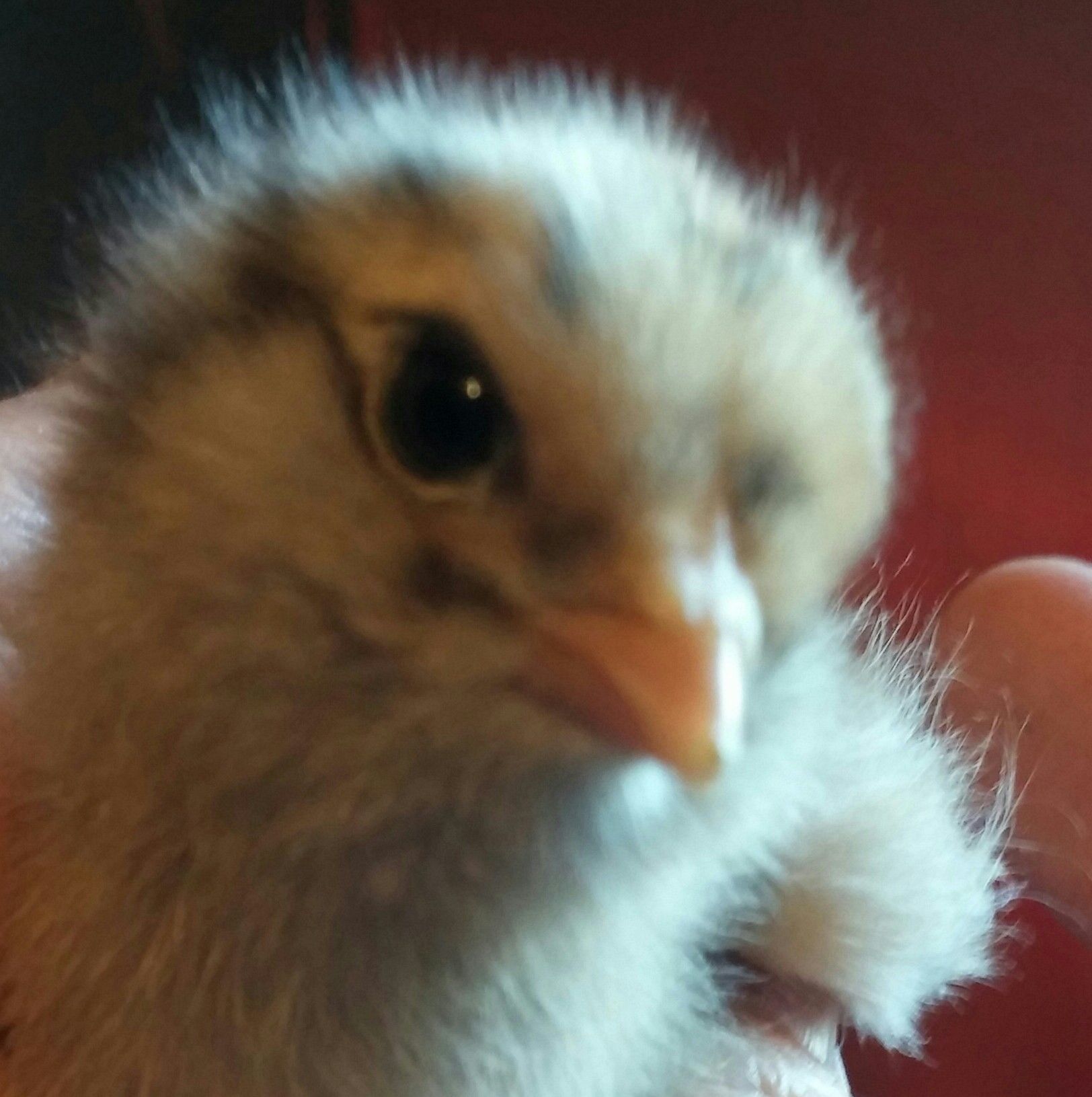 Easter Egger