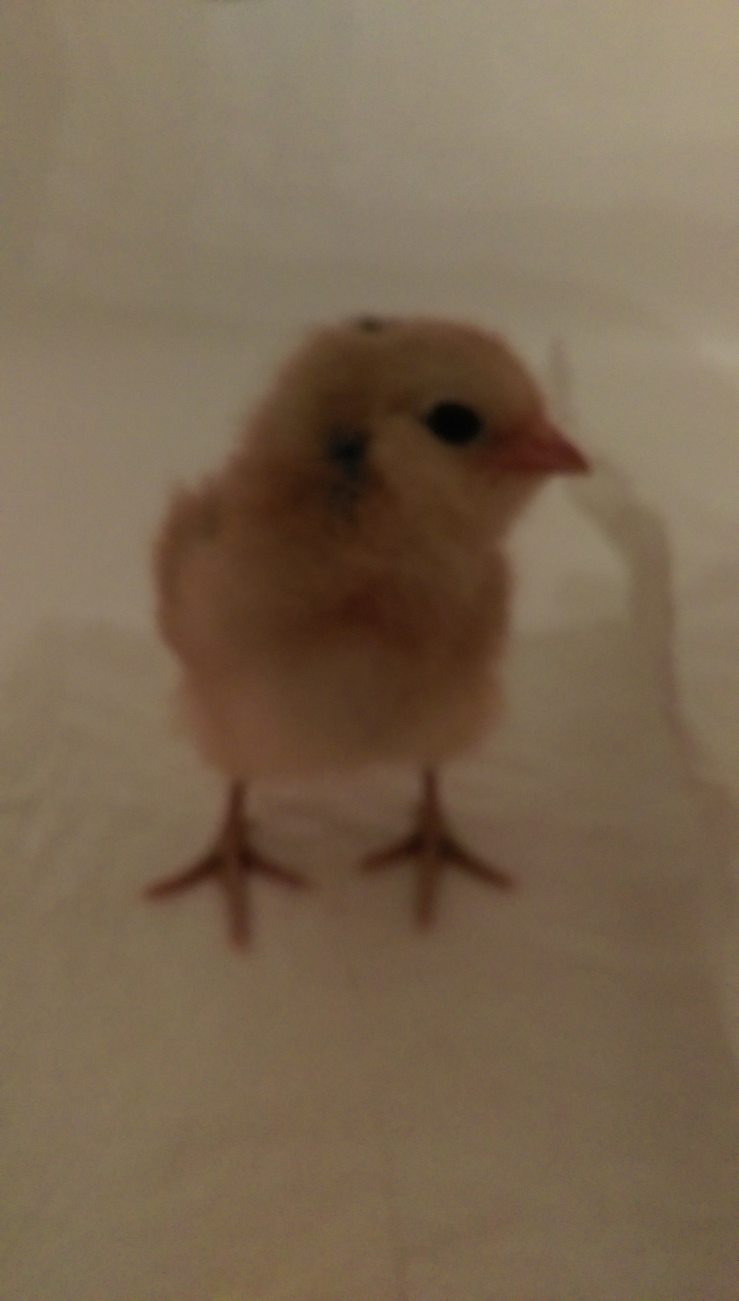 Easter Egger
