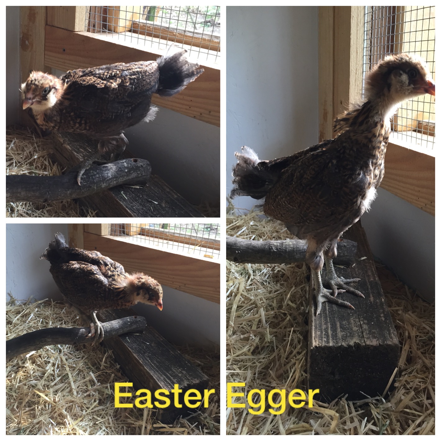 Easter Egger