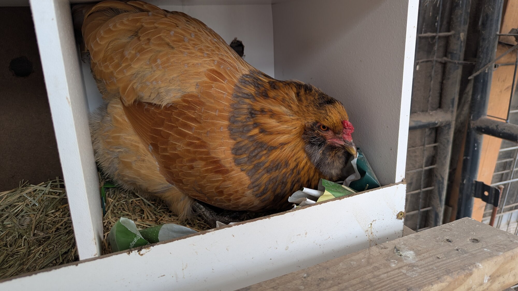 Easter Egger