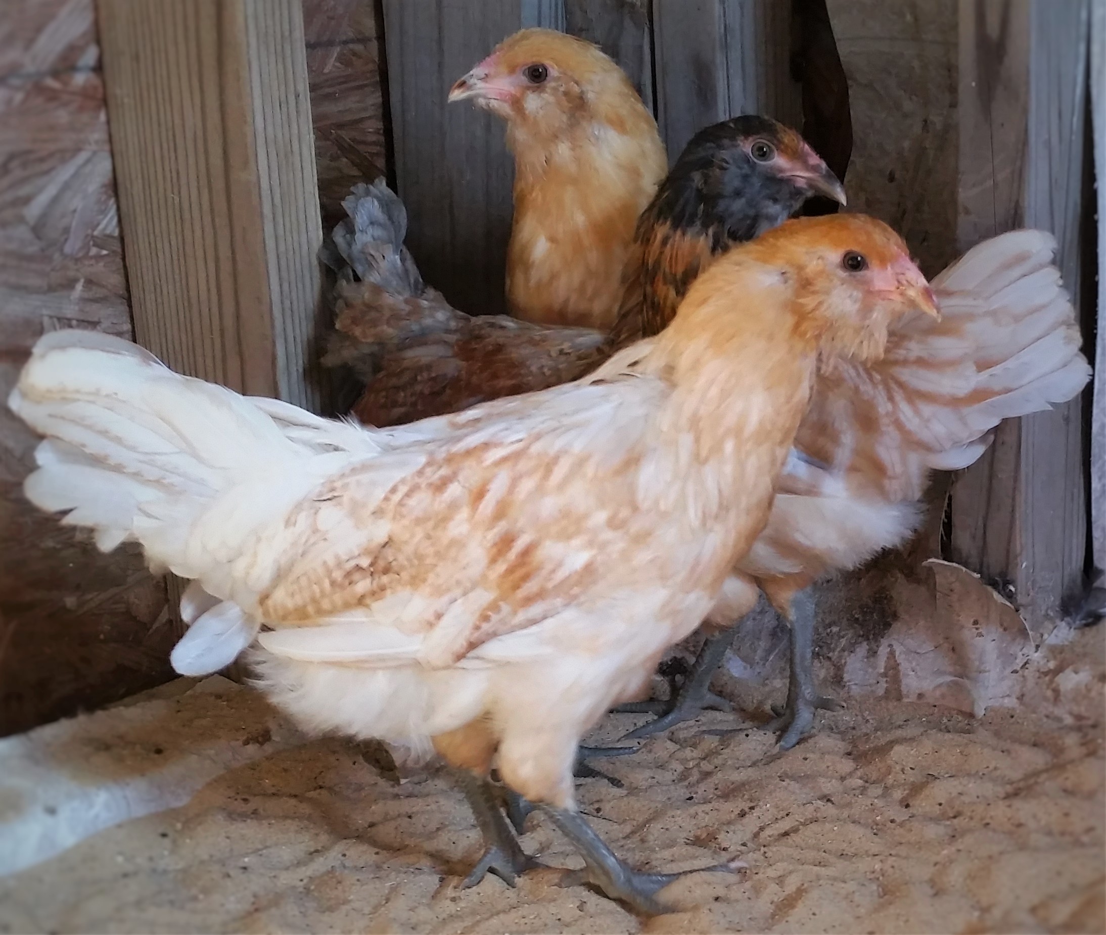 Easter Eggers 10 weeks