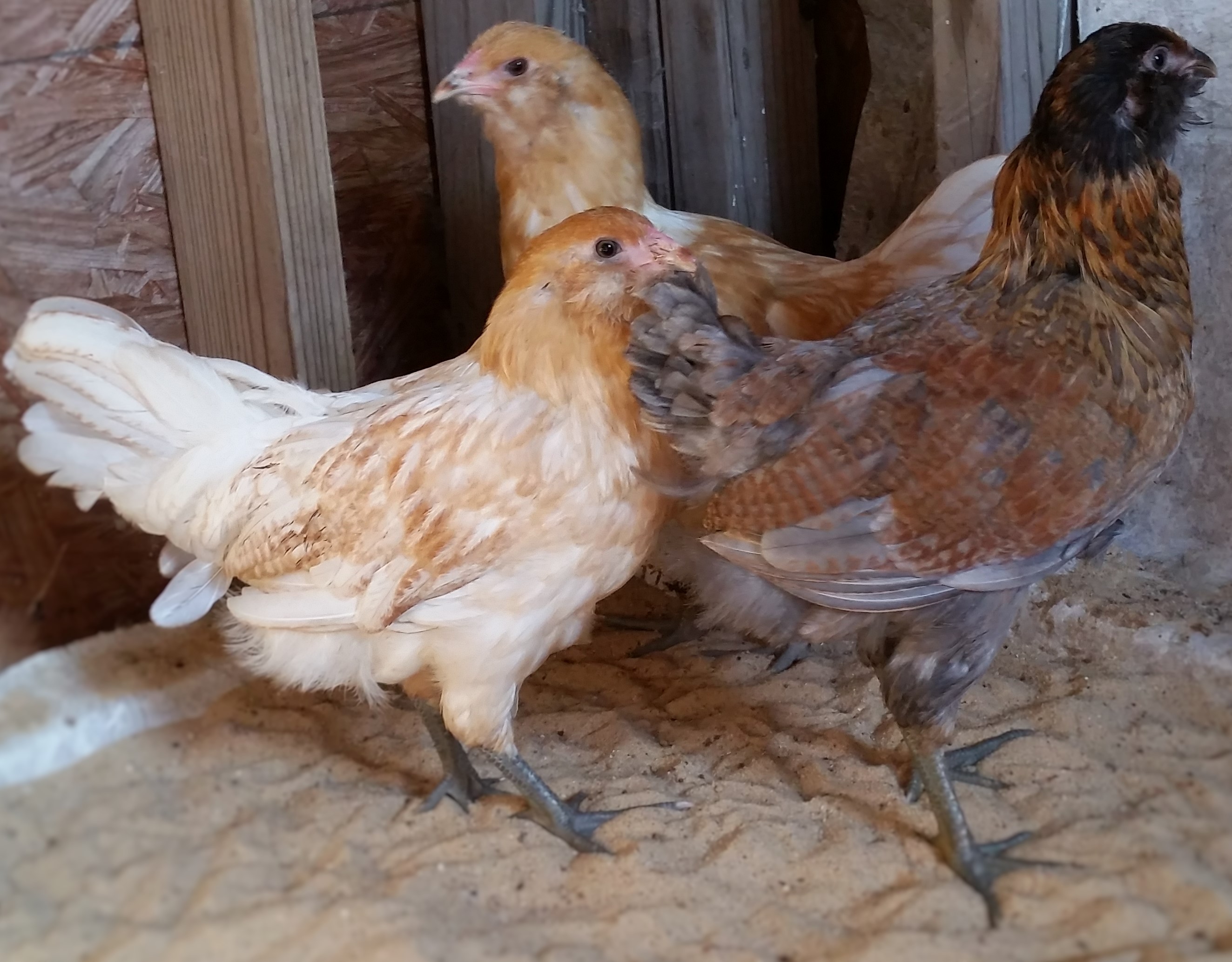 Easter Eggers 10 weeks