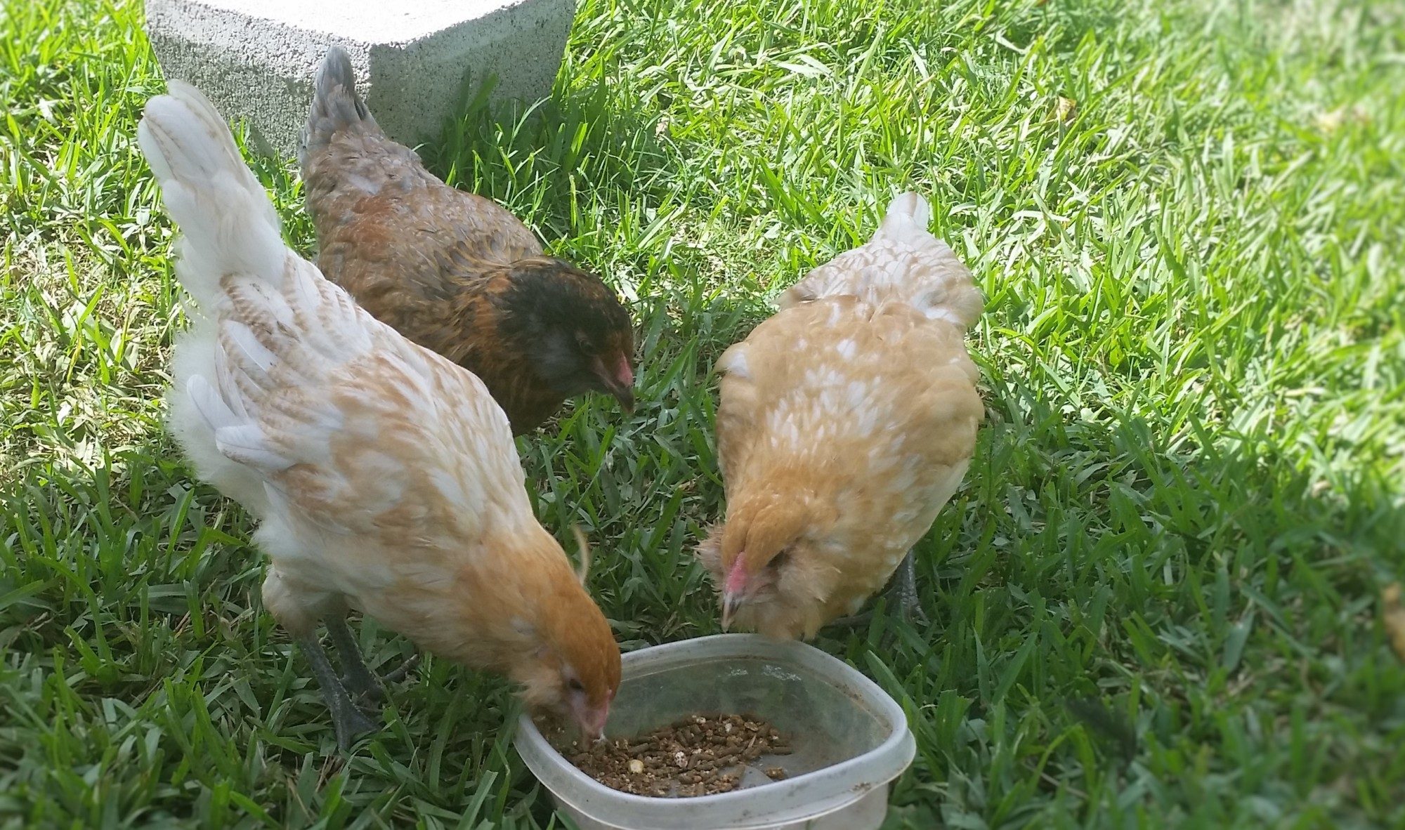 Easter Eggers 11 weeks