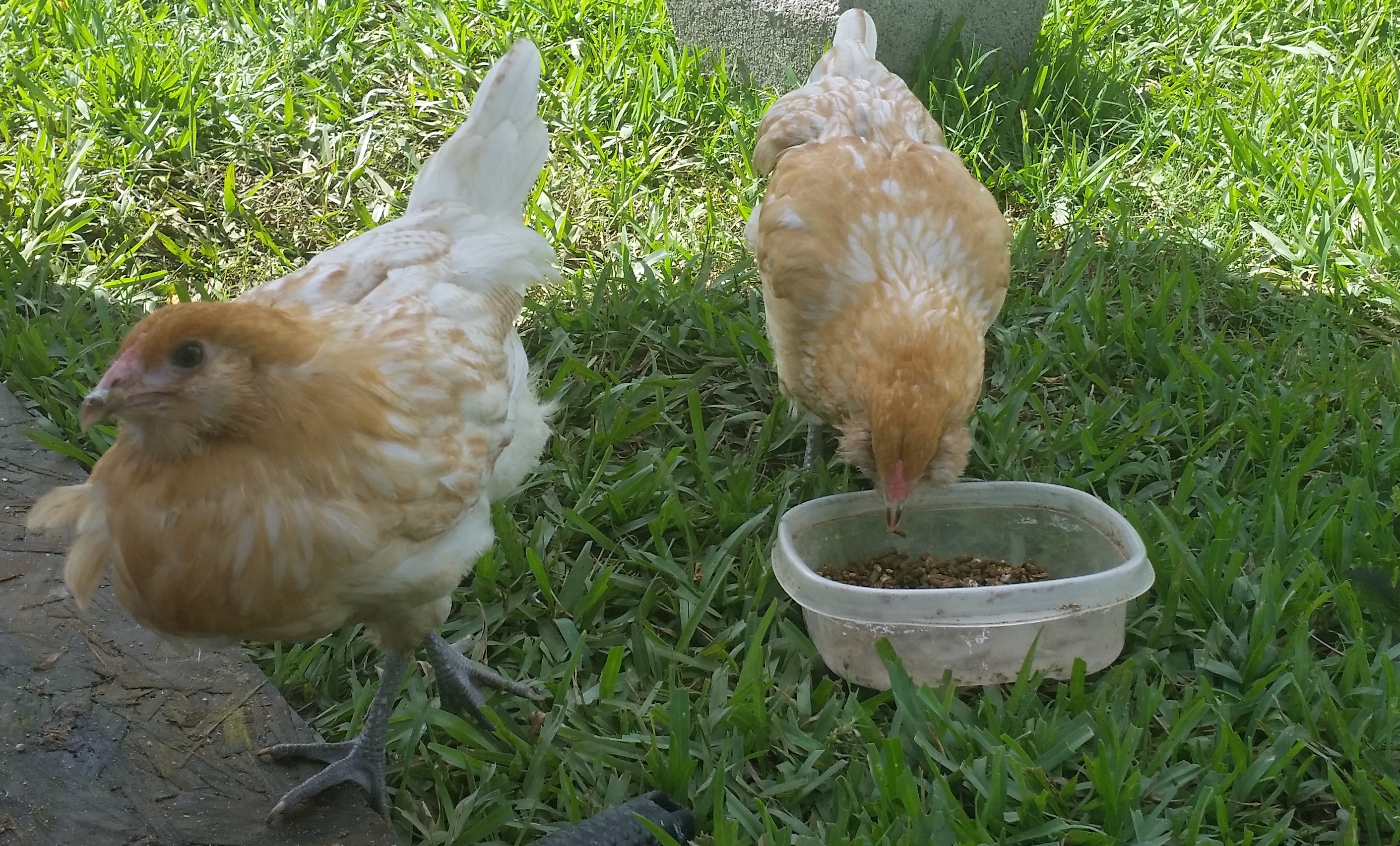 Easter Eggers 11 weeks