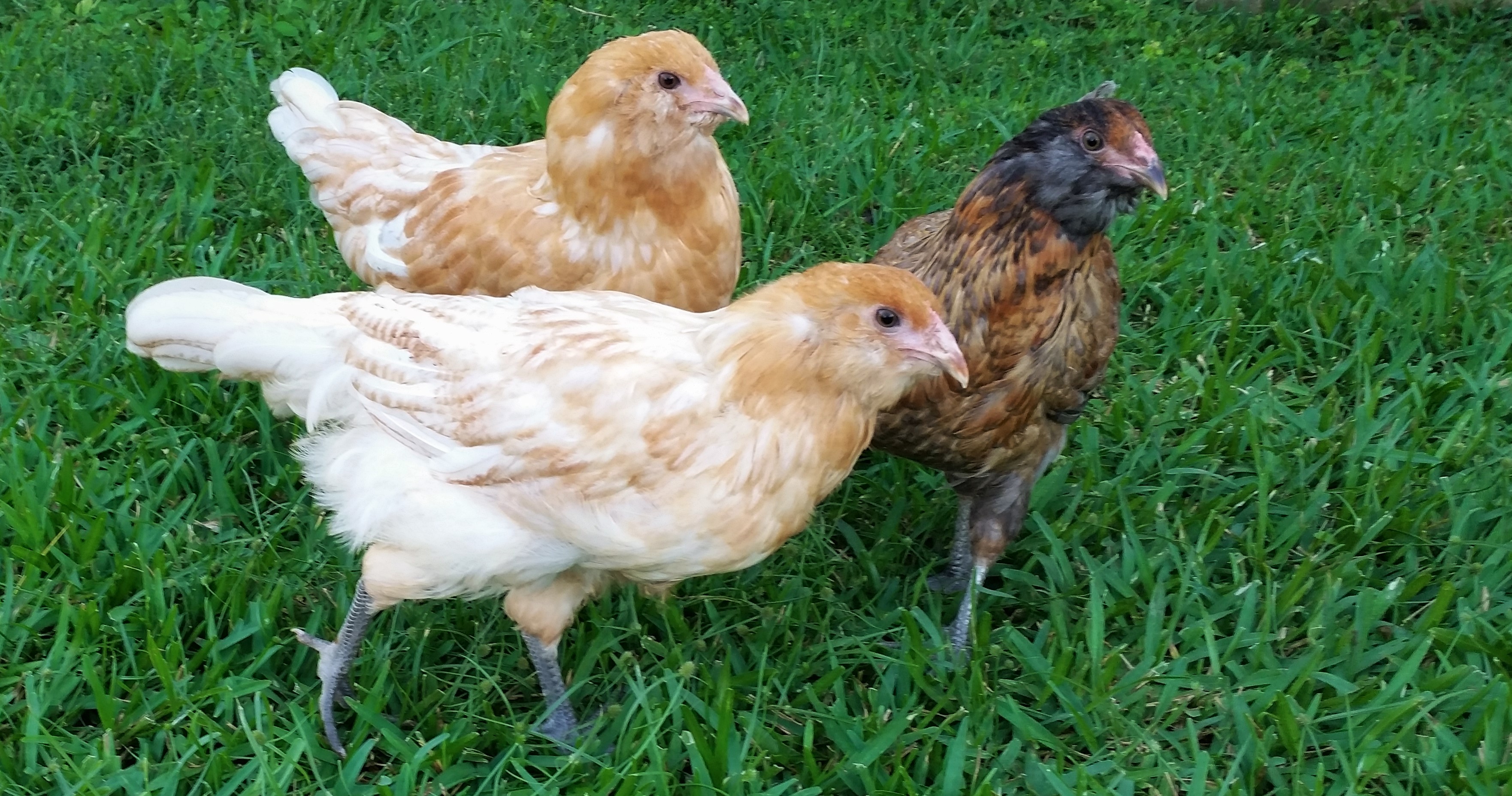Easter Eggers 12 weeks