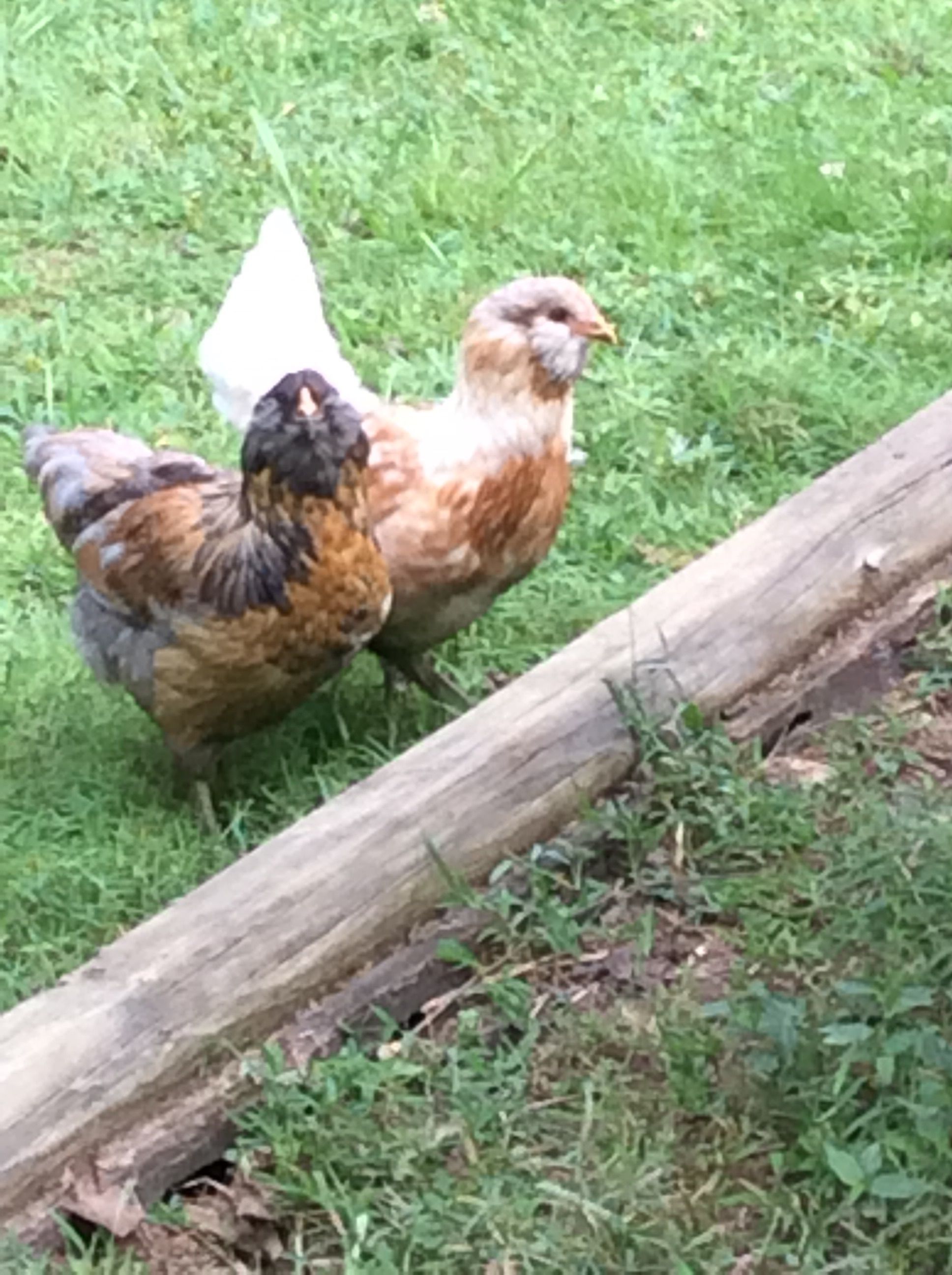 Easter eggers 15 week old