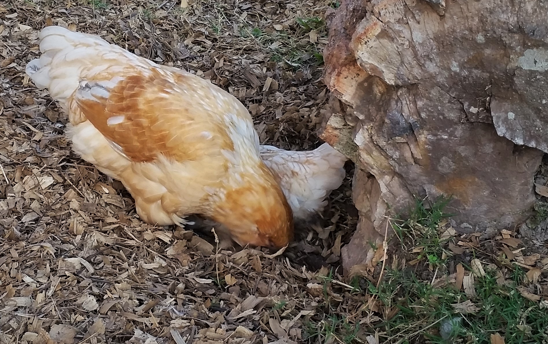 Easter Eggers 15 weeks