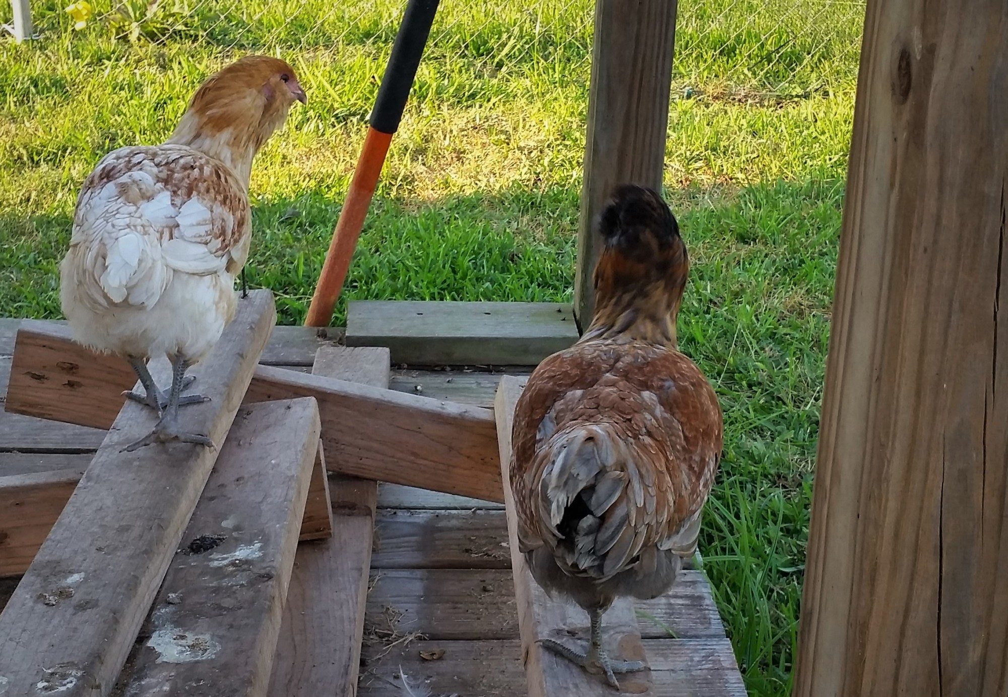 Easter Eggers 15 weeks