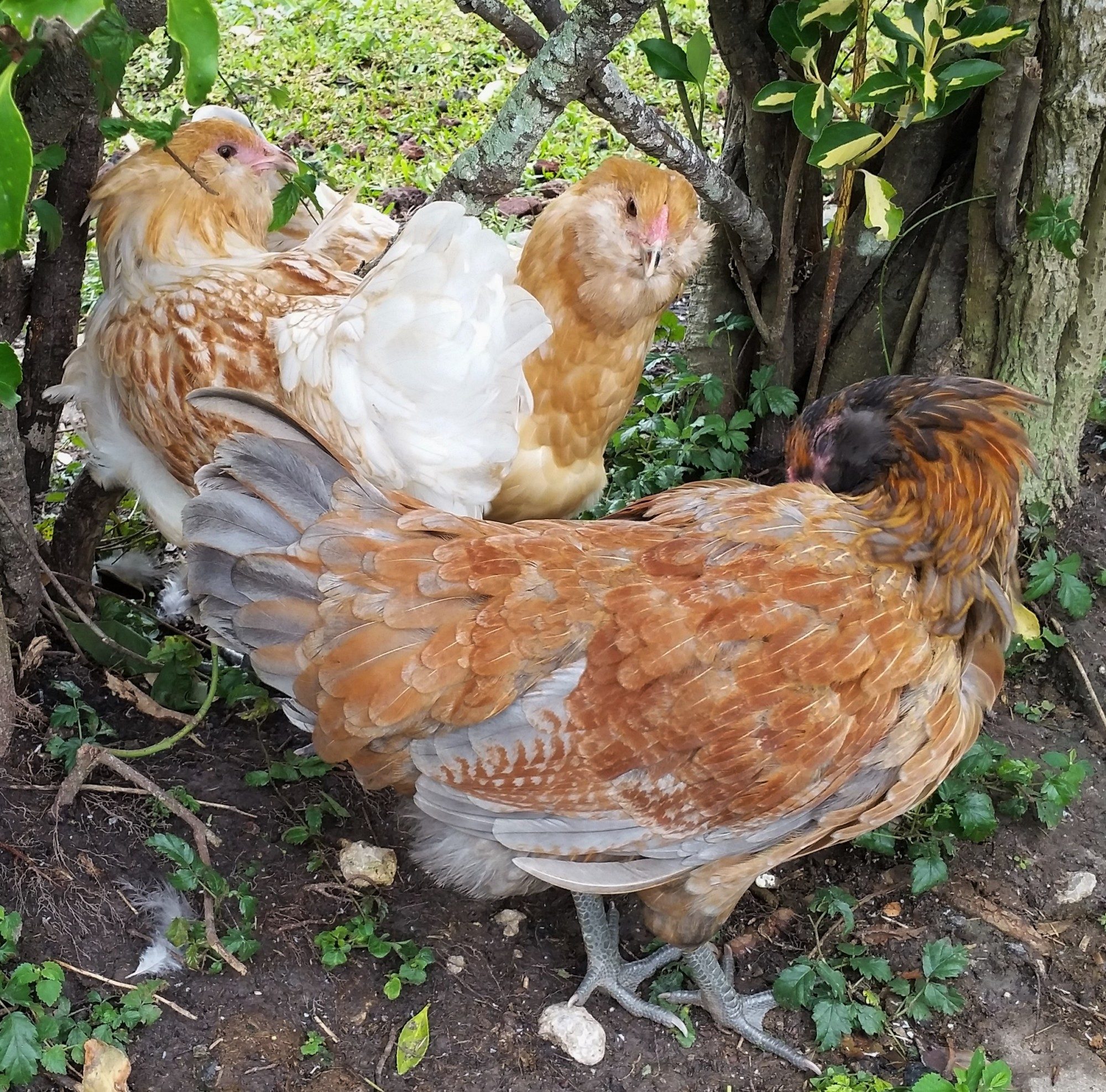 Easter Eggers 17 weeks