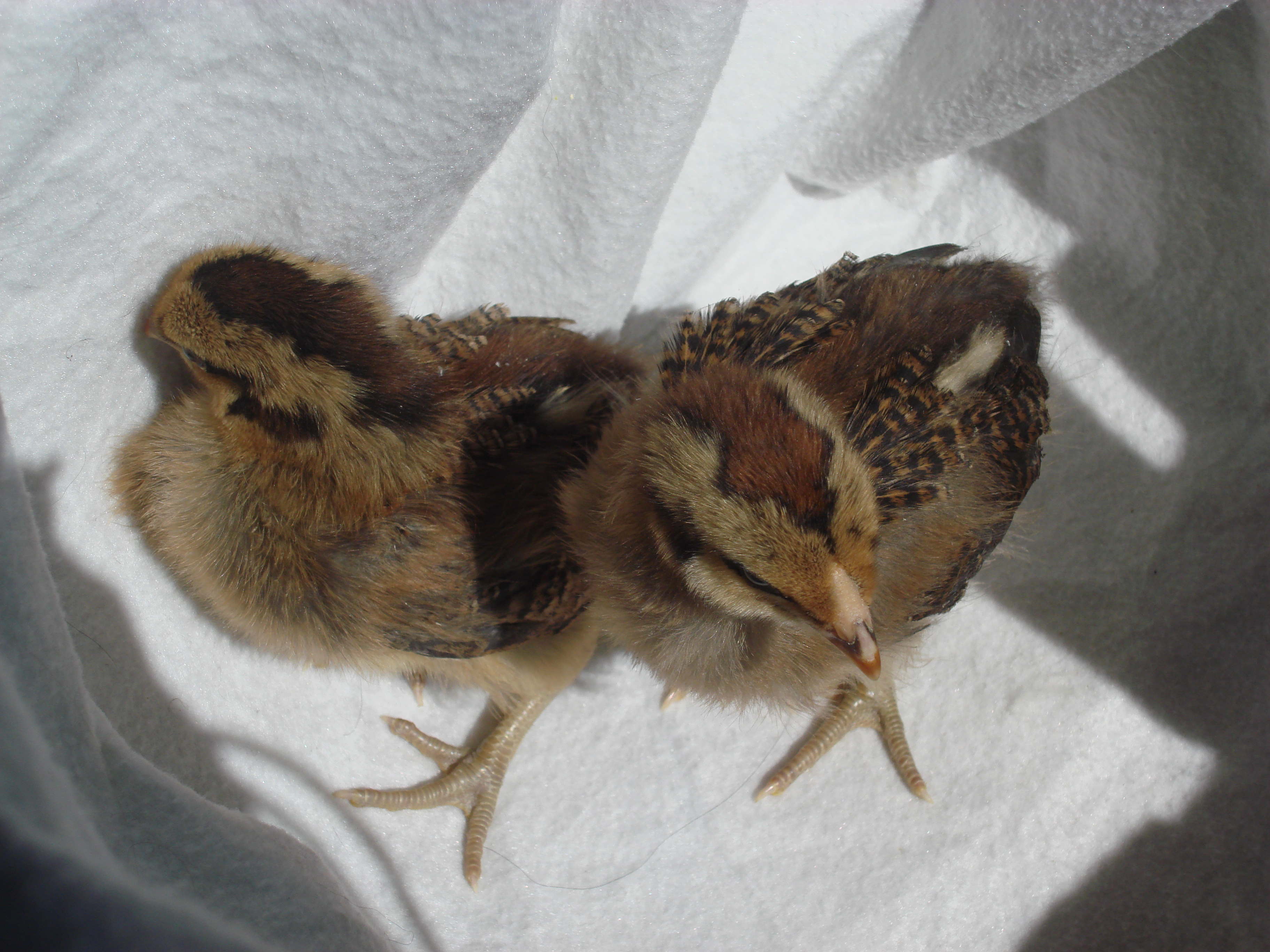easter eggers - 3 weeks