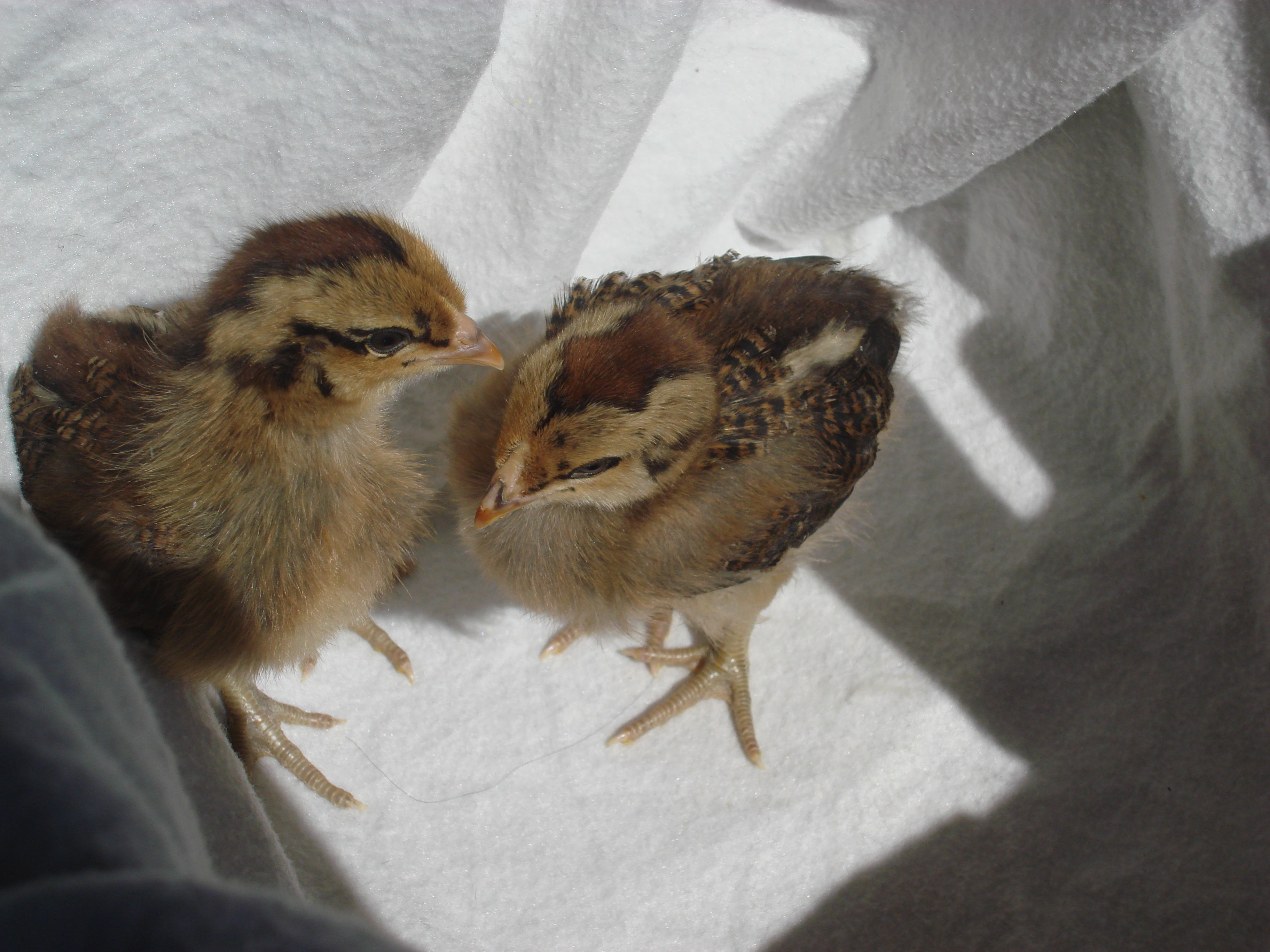 easter eggers - 3 weeks