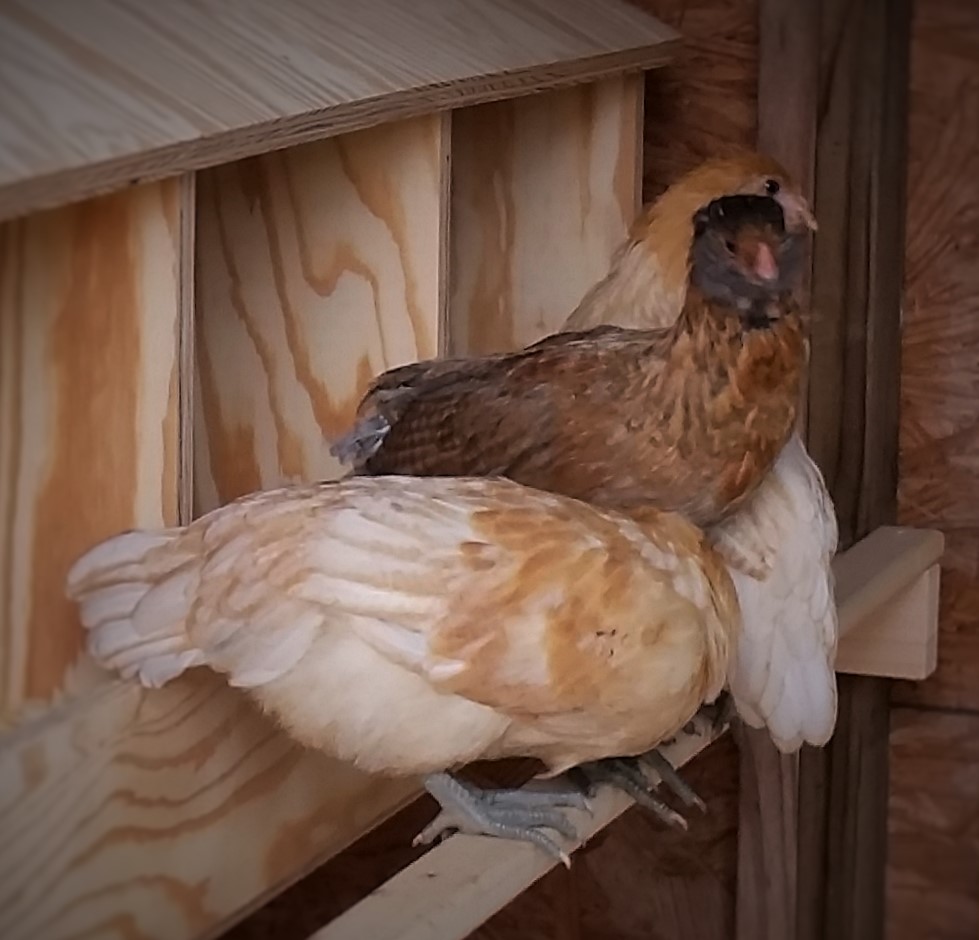Easter Eggers 9 weeks
